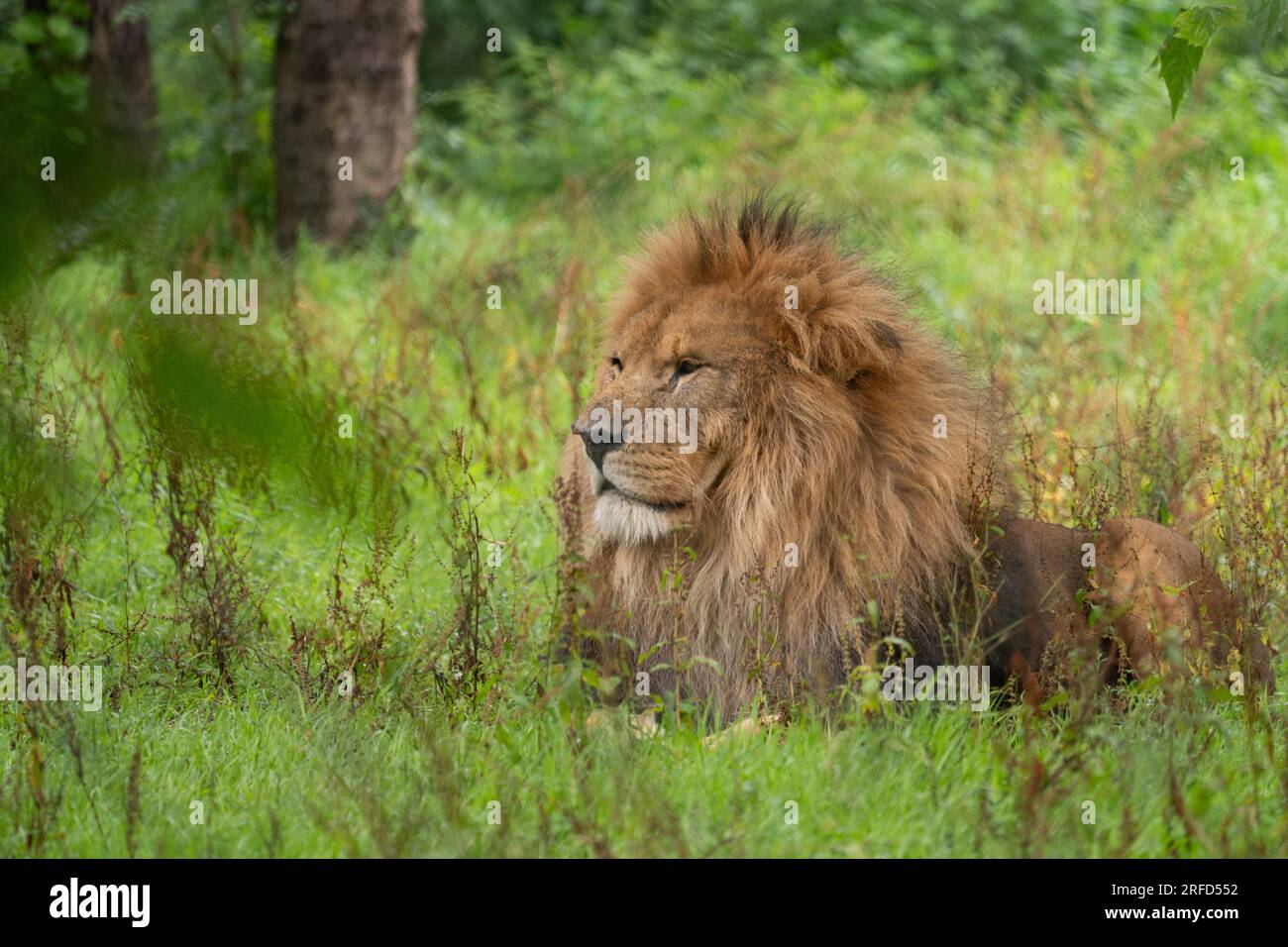 African Lion che fissa il suo dominio Foto Stock