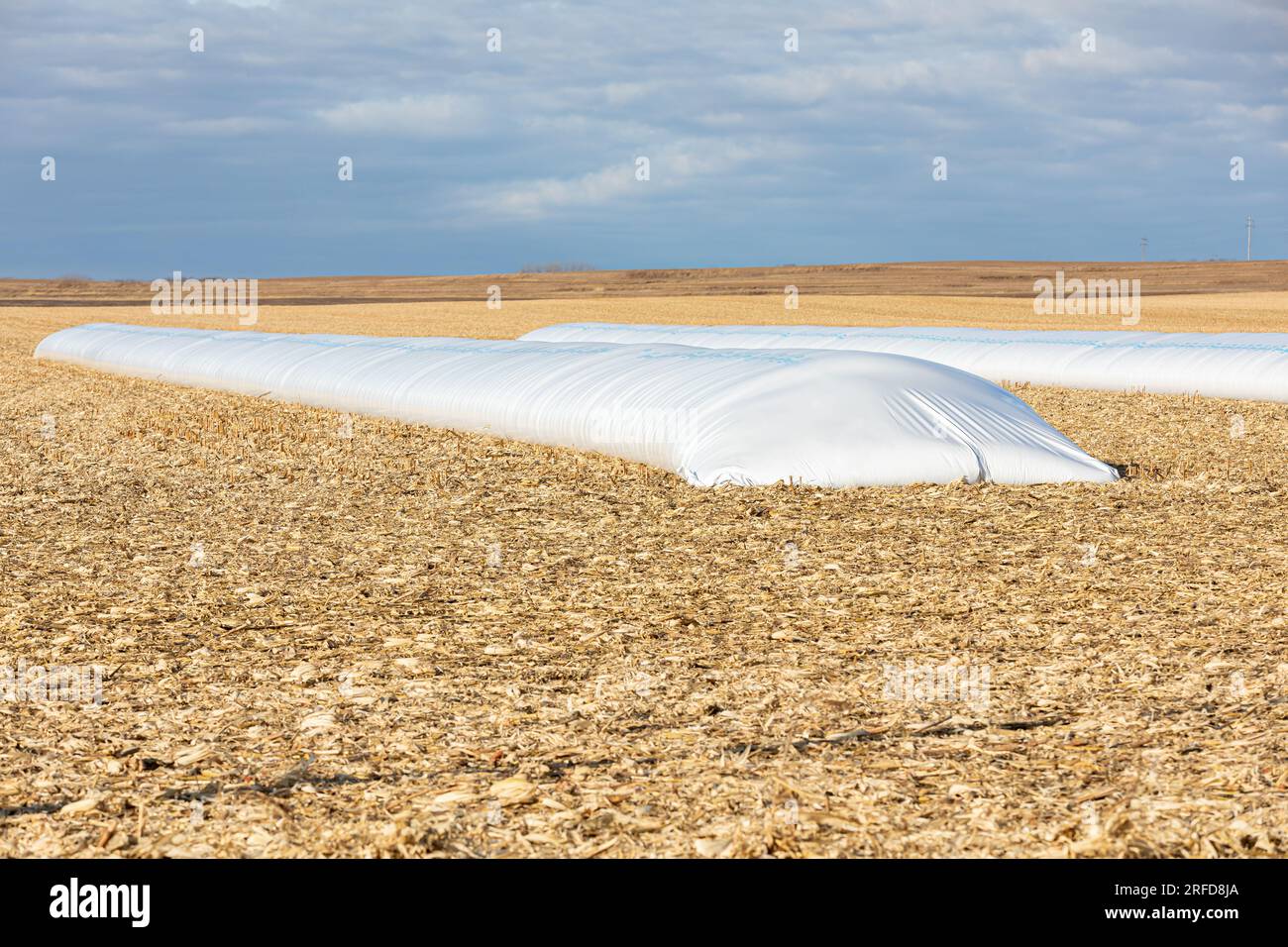 Sistema di stoccaggio temporaneo per sacchetti di grano all'aperto pieno di mais in campo di mais. Concetto di agricoltura, agricoltura e raccolto. Foto Stock