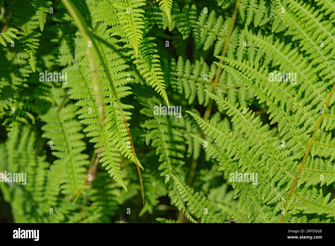 Colore verde foglia di felce sfondo naturale per spazio di copia banner di design Foto Stock