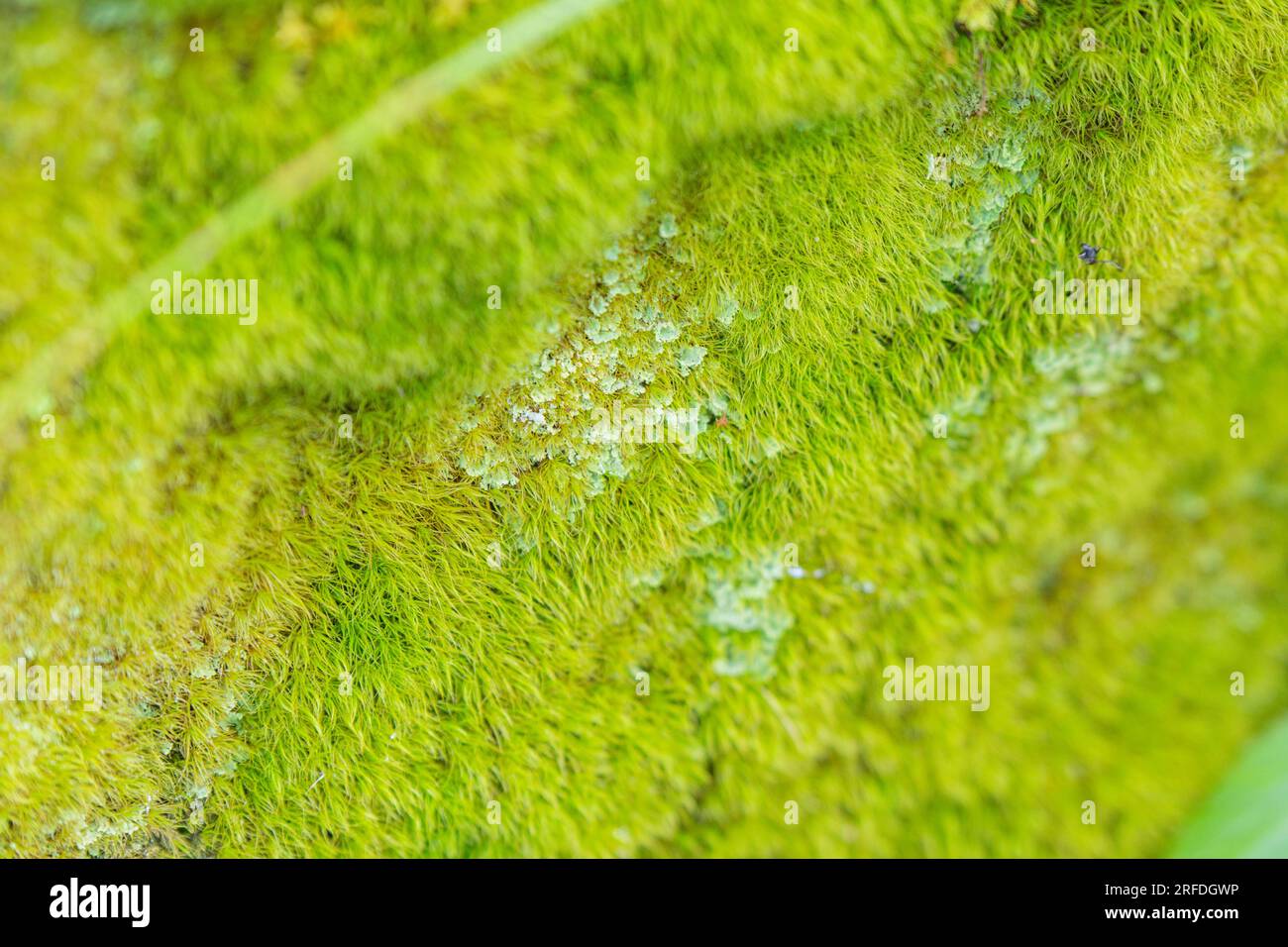 Design naturale degli sfondi per la tecnica di messa a fuoco selettiva del muschio del design grafico, sfocatura dello sfondo Foto Stock