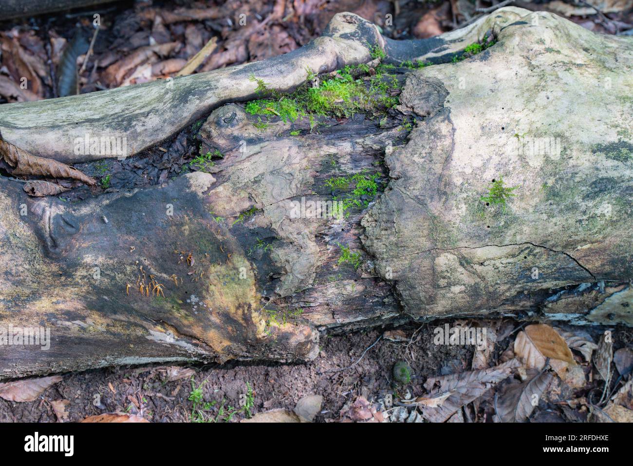 Design naturale degli sfondi per tecnica di messa a fuoco selettiva del muschio grafico, sfocatura dello sfondo Foto Stock