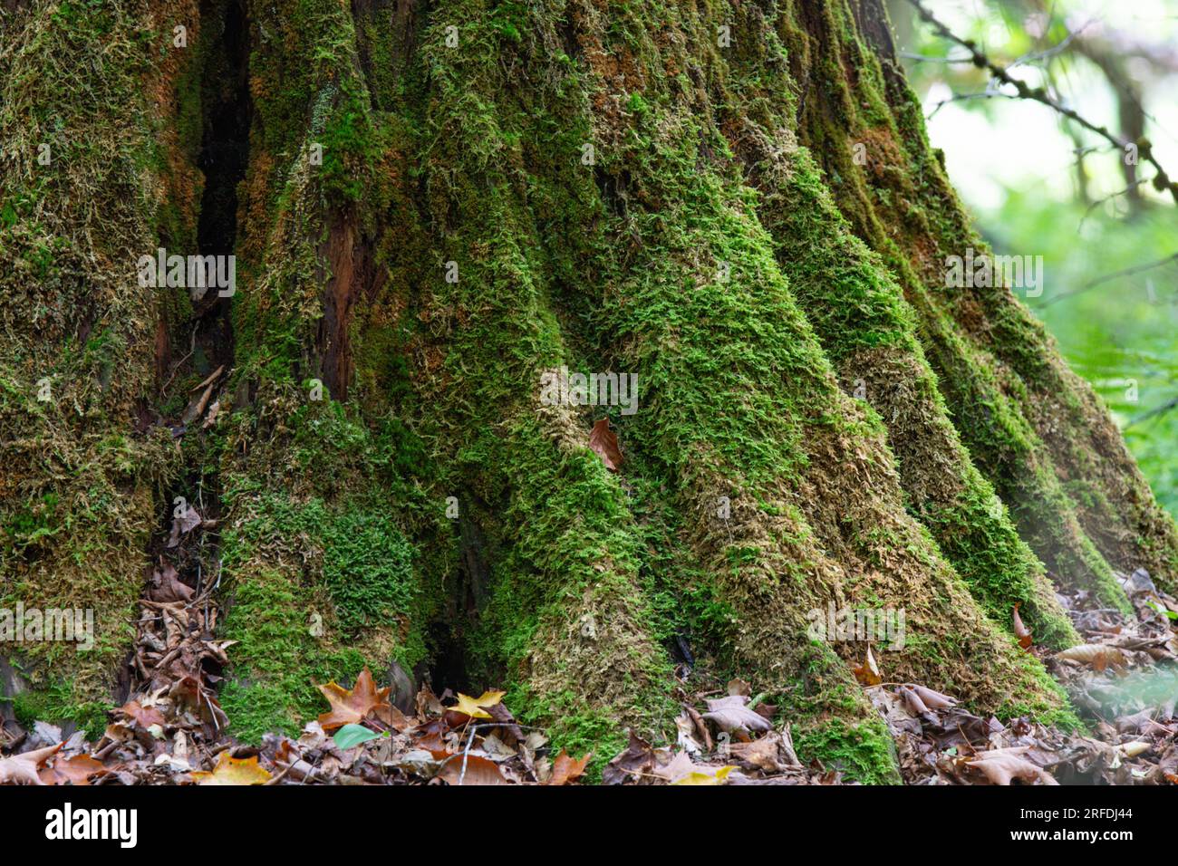 Design naturale degli sfondi per tecnica di messa a fuoco selettiva del muschio grafico, sfocatura dello sfondo Foto Stock