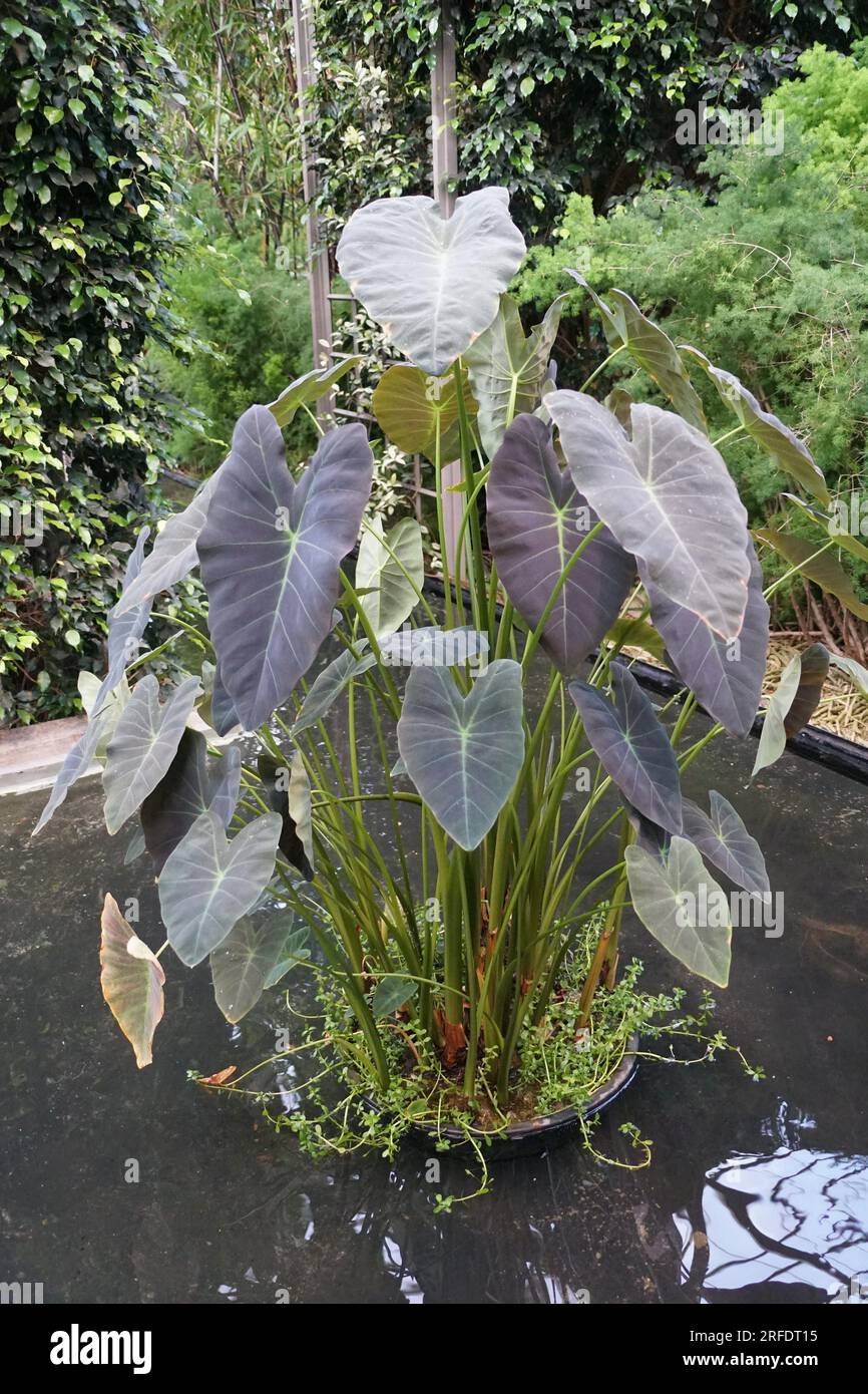 Bellissime foglie scure e alte di Colocasia Esculenta "Coal Miner" Foto Stock