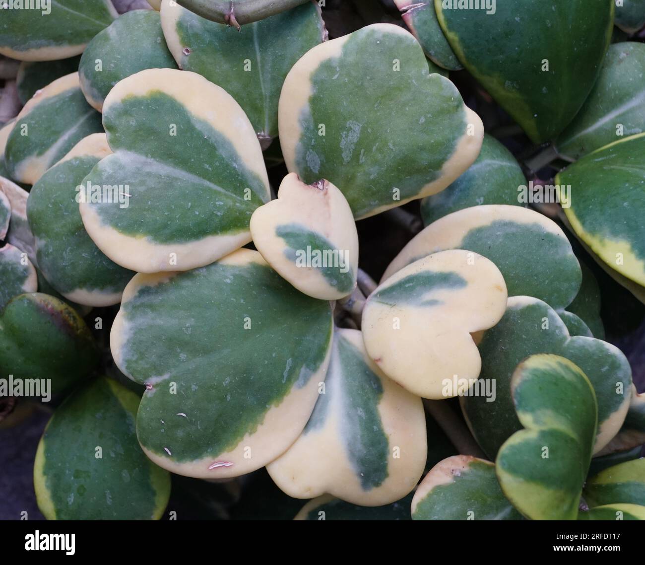 Bellissime foglie variegate bianche e verdi di Hoya Kerrii Foto Stock