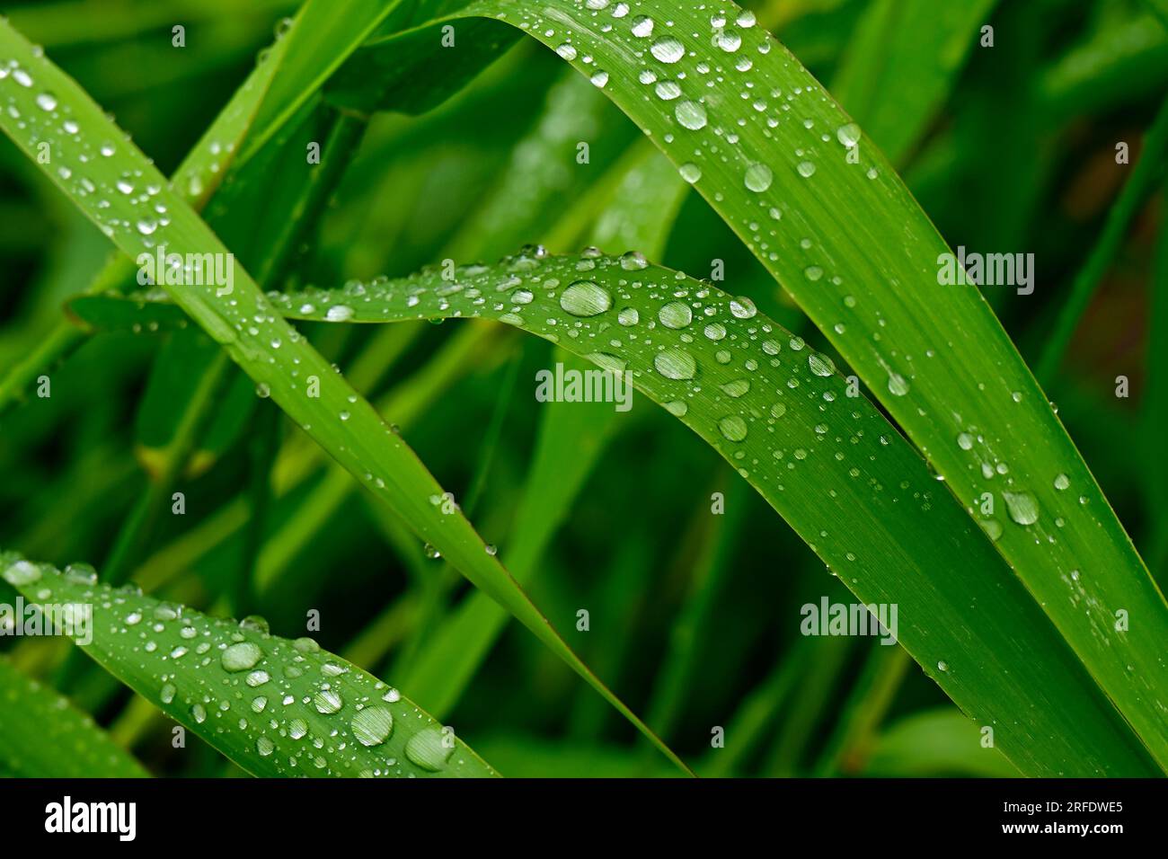 Un'immagine ravvicinata di erba selvatica con gocce di pioggia che crescono in una zona umida nella rurale Alberta Canada Foto Stock