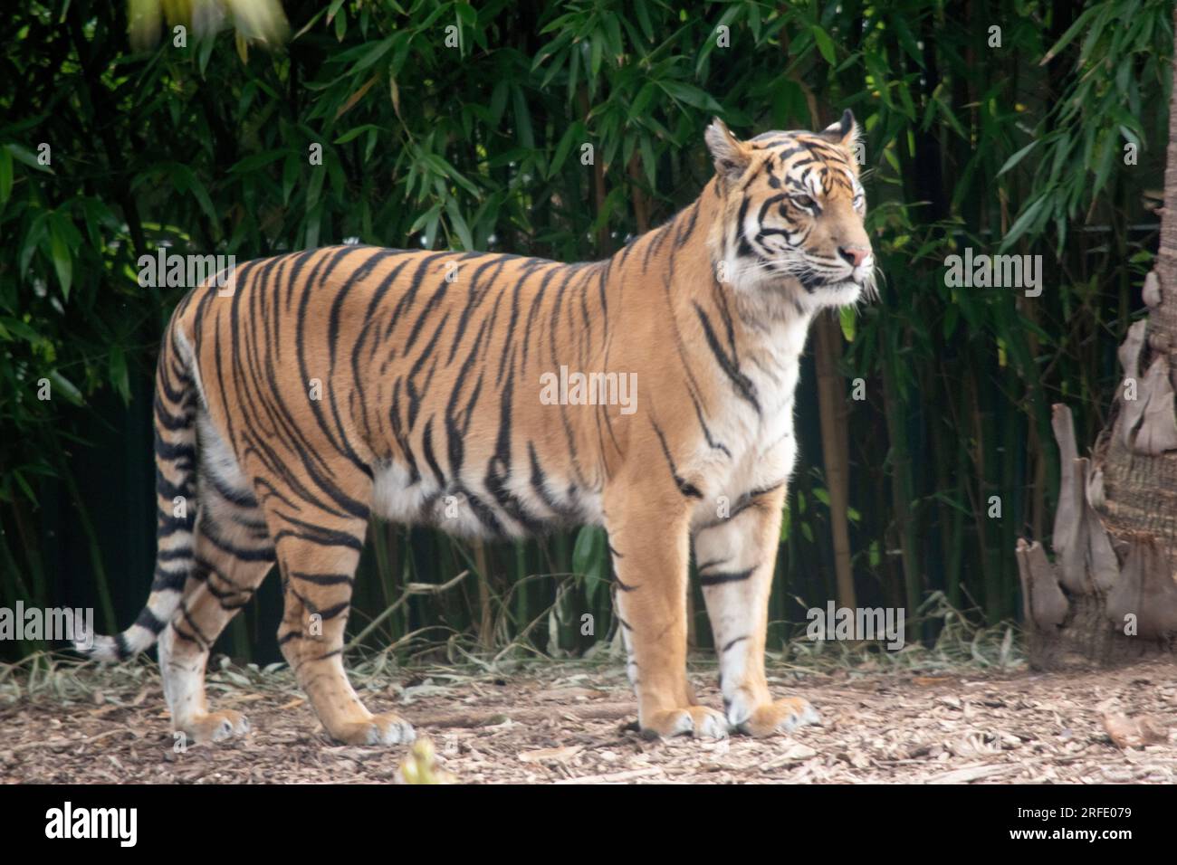 la tigre sta vegliando sui suoi cuccioli Foto Stock