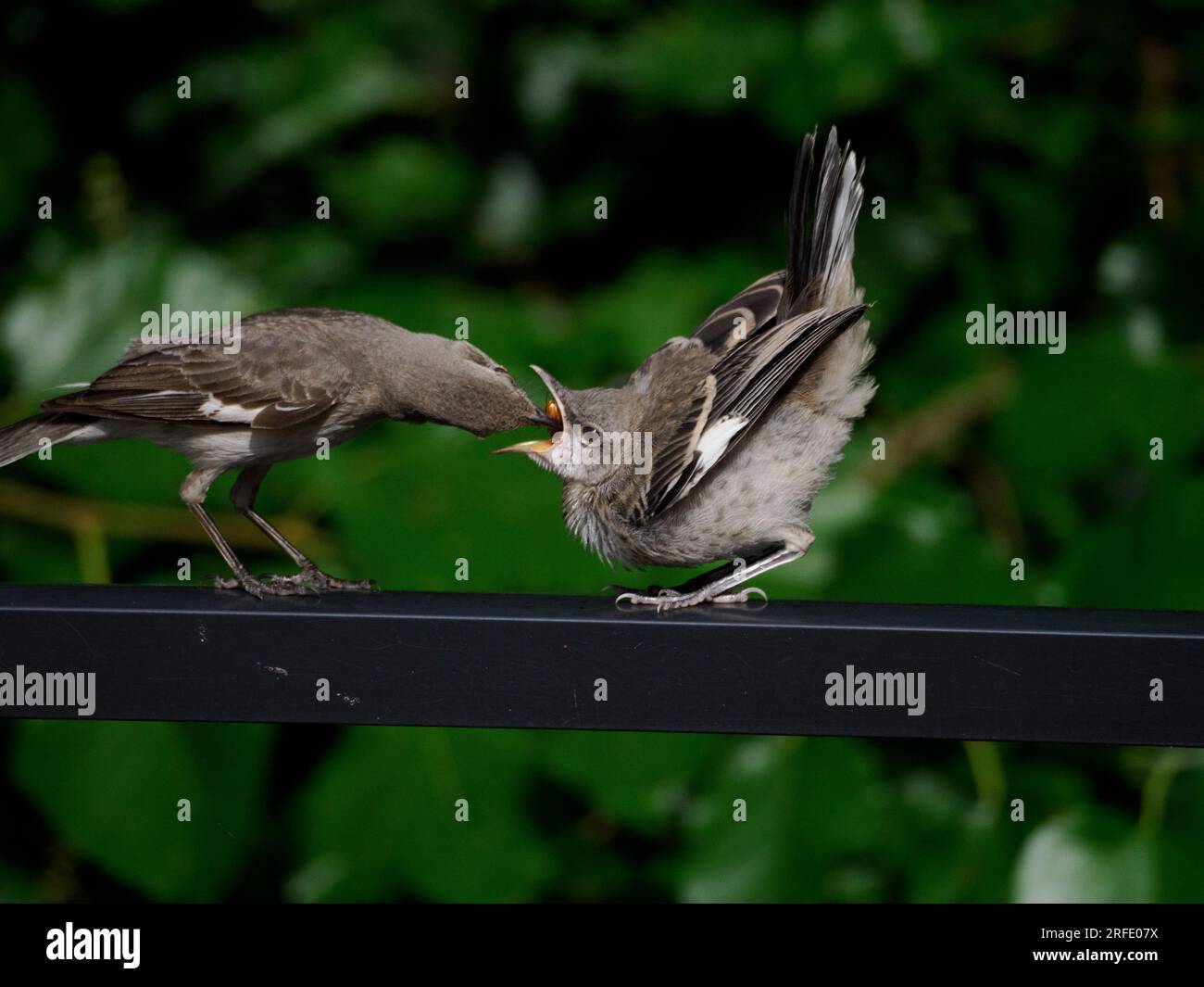 Mockingbird che alimenta insetti per giovani Mockingbird settentrionali (Mimus polyglottos), Alessandria, va, USA Foto Stock