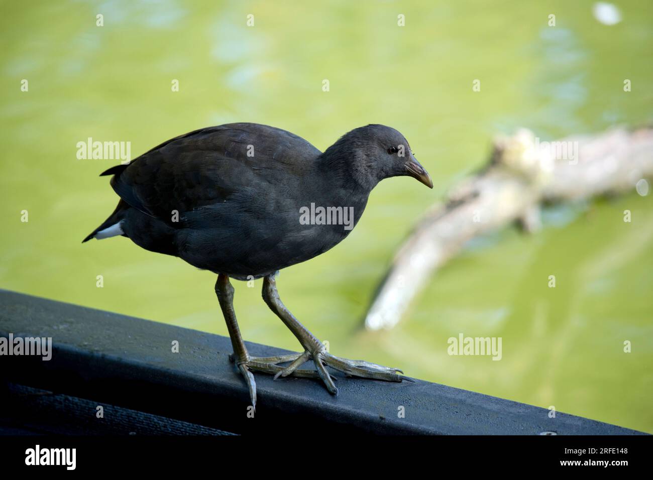 la gallina ha una testa grigia e un corpo con ali marrone chiaro Foto Stock