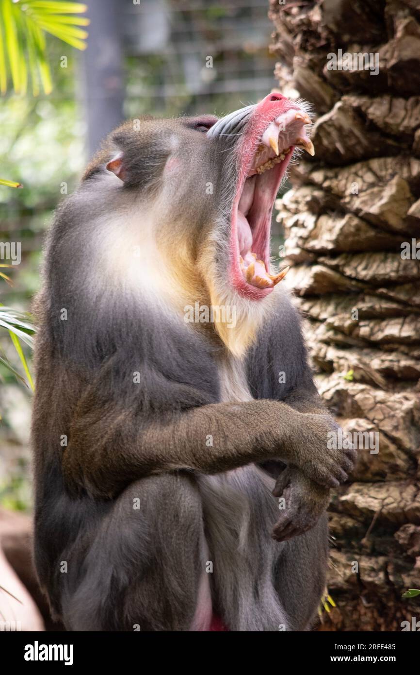 il trapano ha spesse creste lungo il naso che sono viola e blu, labbra e naso rossi e una barba dorata. Foto Stock