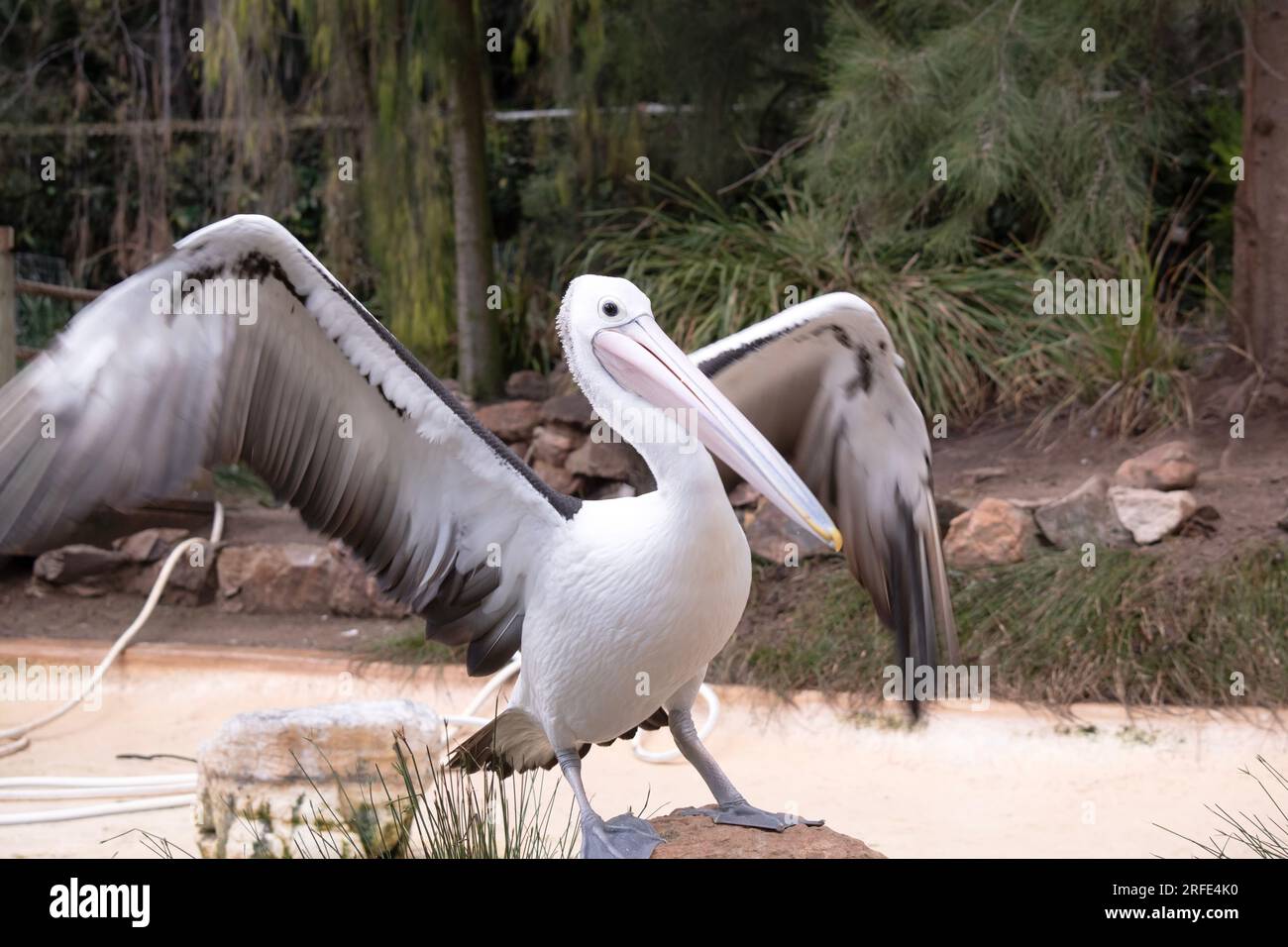 I pellicani australiani sono uno dei più grandi uccelli volanti. Hanno un corpo e una testa bianchi e ali nere. Hanno una grande fattura rosa. Foto Stock