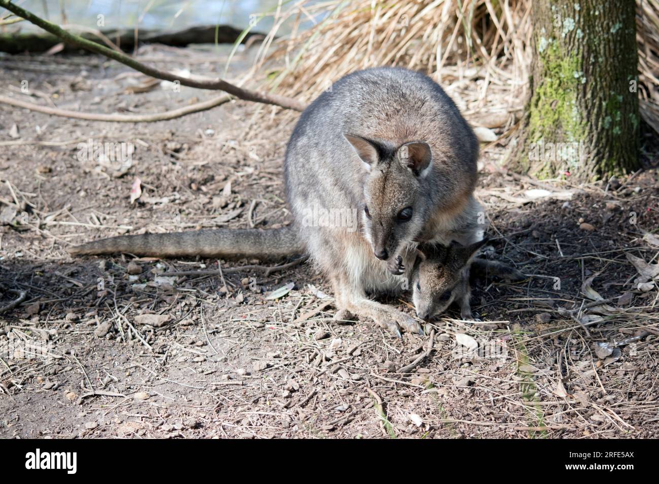 il wallaby delle mammelle è sulla lista minacciata Foto Stock