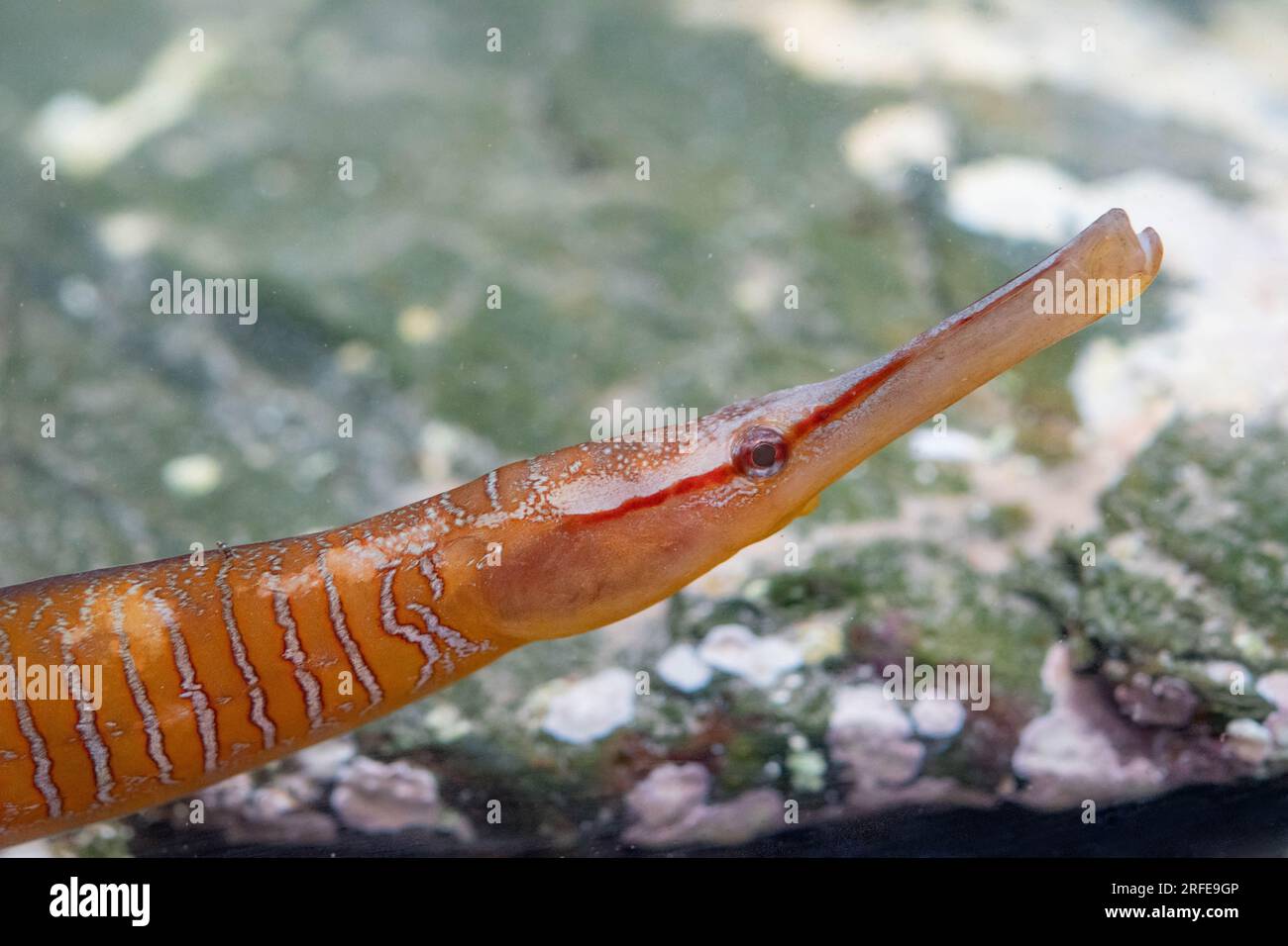 pesci pipesco serpente colpito alla testa in un acquario Foto Stock