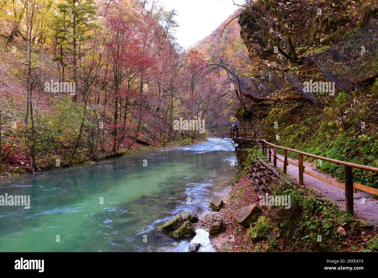 Gola di Vintgar vicino a Bled, Gorenjska, Slovenia, con il fogliame in colori autunnali rossi e gialli e un sentiero che conduce accanto al fiume Radovna Foto Stock