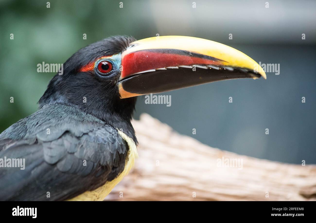 Aracari verdi al Cotswold Wildlife Park and Gardens Foto Stock