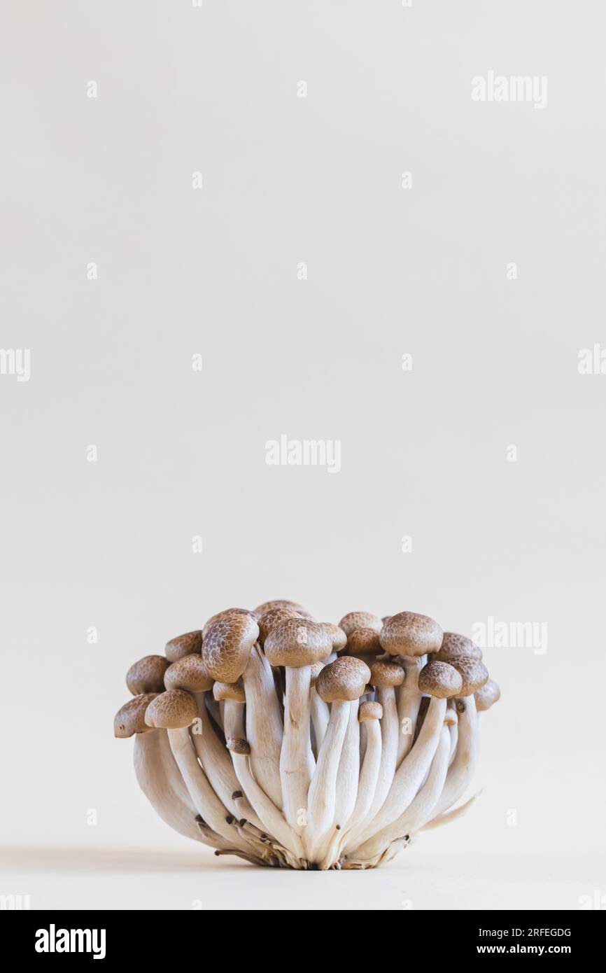 Gruppo di funghi shimeji freschi di colore marrone primo piano. funghi shimeji su sfondo chiaro con pietra e muschio. Foto Stock
