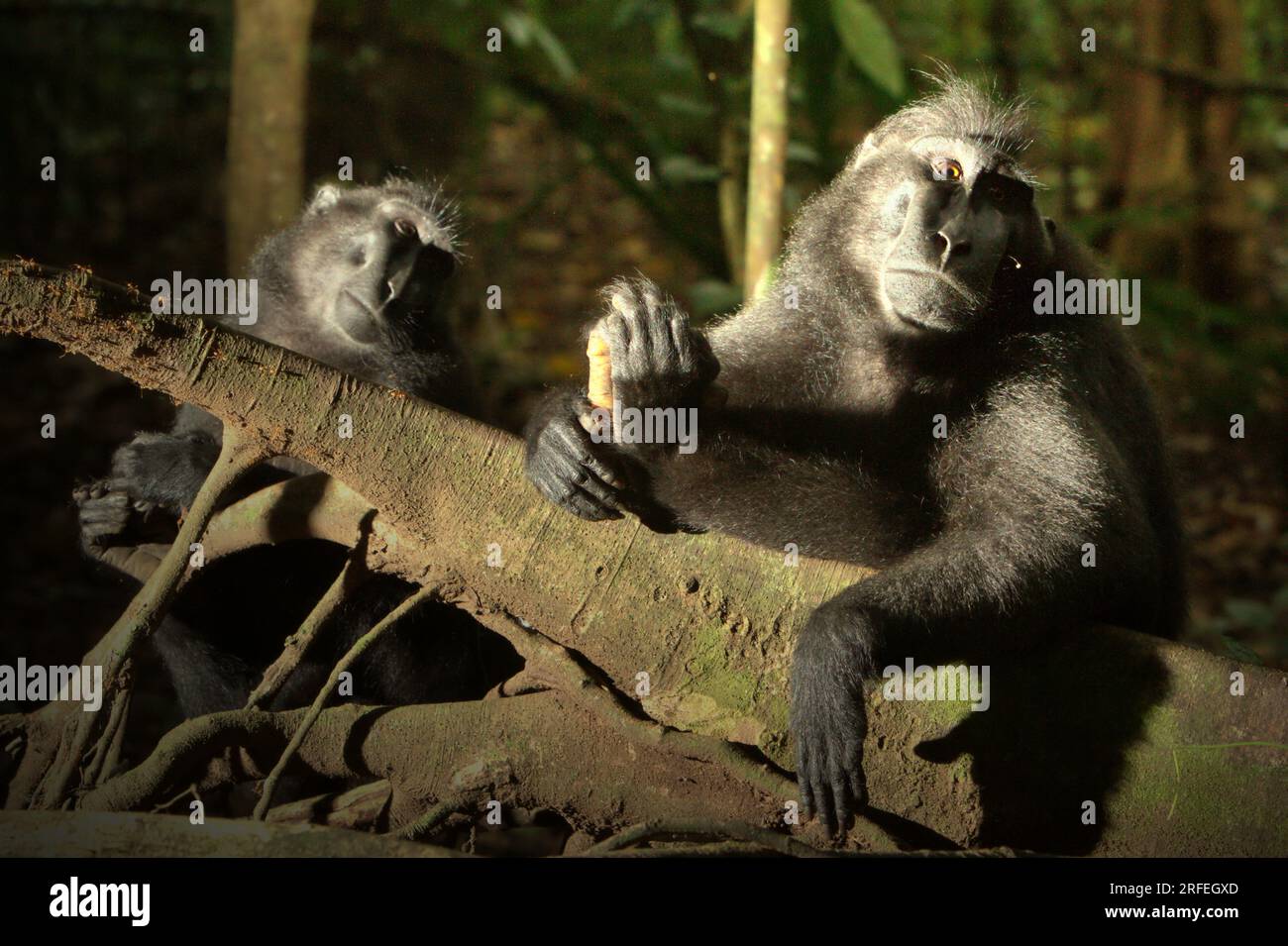 Macachi a cresta nera di Sulawesi (Macaca nigra) nella riserva naturale di Tangkoko, Sulawesi settentrionale, Indonesia. La temperatura è aumentata nella foresta di Tangkoko e l'abbondanza complessiva di frutta è diminuita, secondo un team di scienziati guidati da Marine Joly, pubblicato sull'International Journal of Primatology nel luglio 2023 (accessibile tramite Springer). "Tra il 2012 e il 2020, le temperature sono aumentate fino a 0,2 gradi Celsius all'anno nella foresta, e l'abbondanza complessiva di frutta è diminuita dell'1% all'anno", hanno scritto. Foto Stock