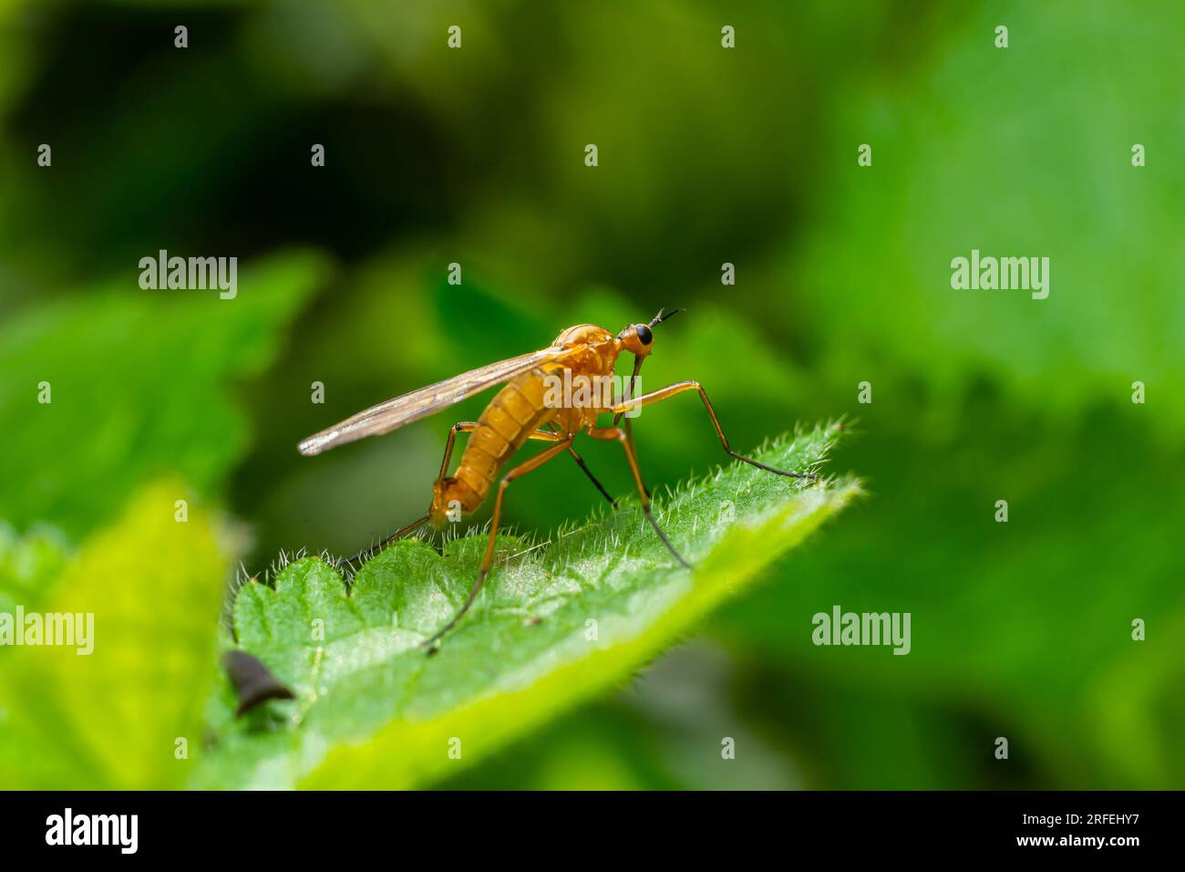 Scorpione giallo su un filo d'erba in un ambiente naturale, foresta, luce solare estiva. Foto Stock