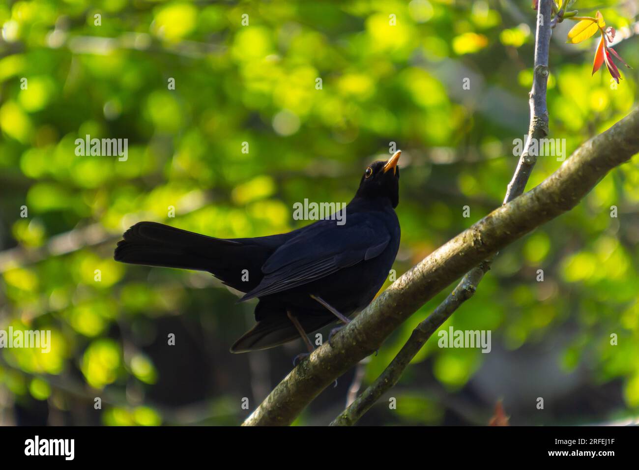 Maschio Blackbird Turdus merula arroccato sul ramo di un albero. Foto Stock