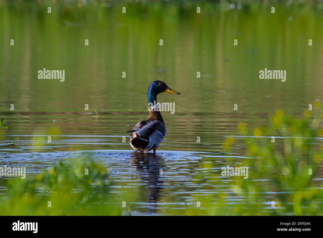 Mallard anatra nuoto su un laghetto foto con riflesso in acqua. Un'anatra mallard che si affaccia su un lago. Foto Stock