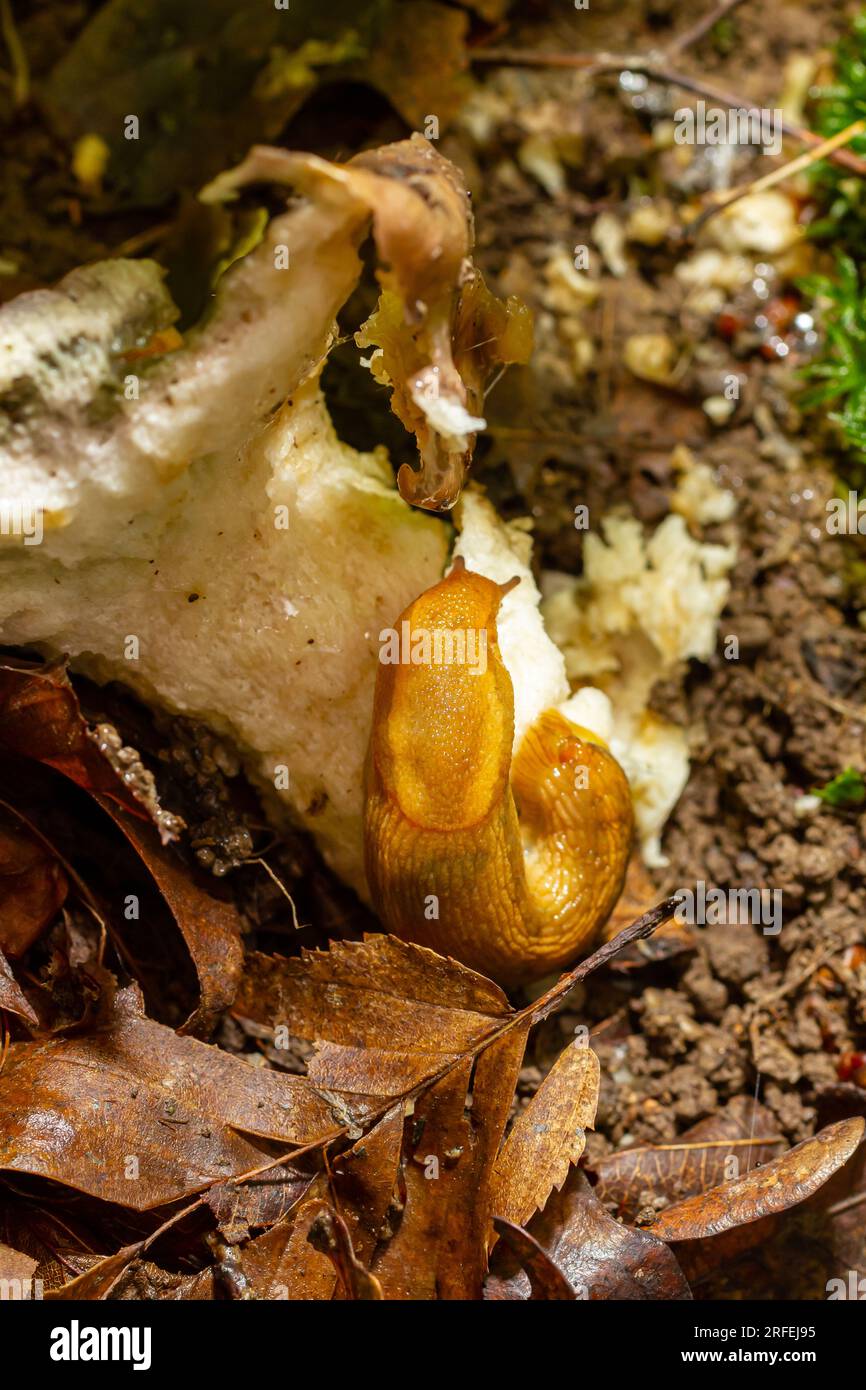 Lumaca, Dusky Arion, Arion subfuscus, lumaca terrestre che mangia un fungo nella foresta. Foto Stock