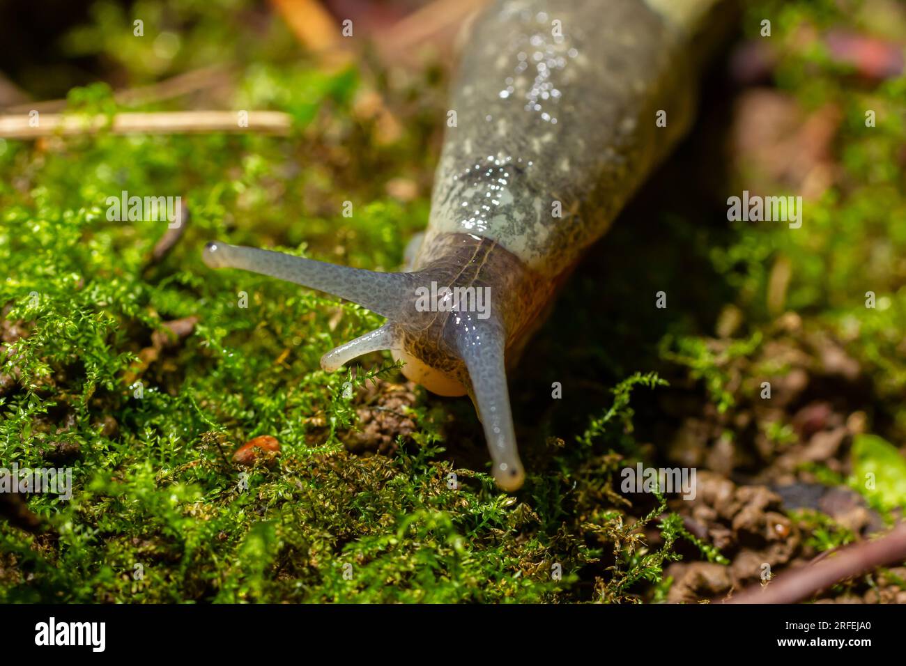 Limax maximus - lumache di leopardo che strisciano a terra tra le foglie e lascia un sentiero. Foto Stock