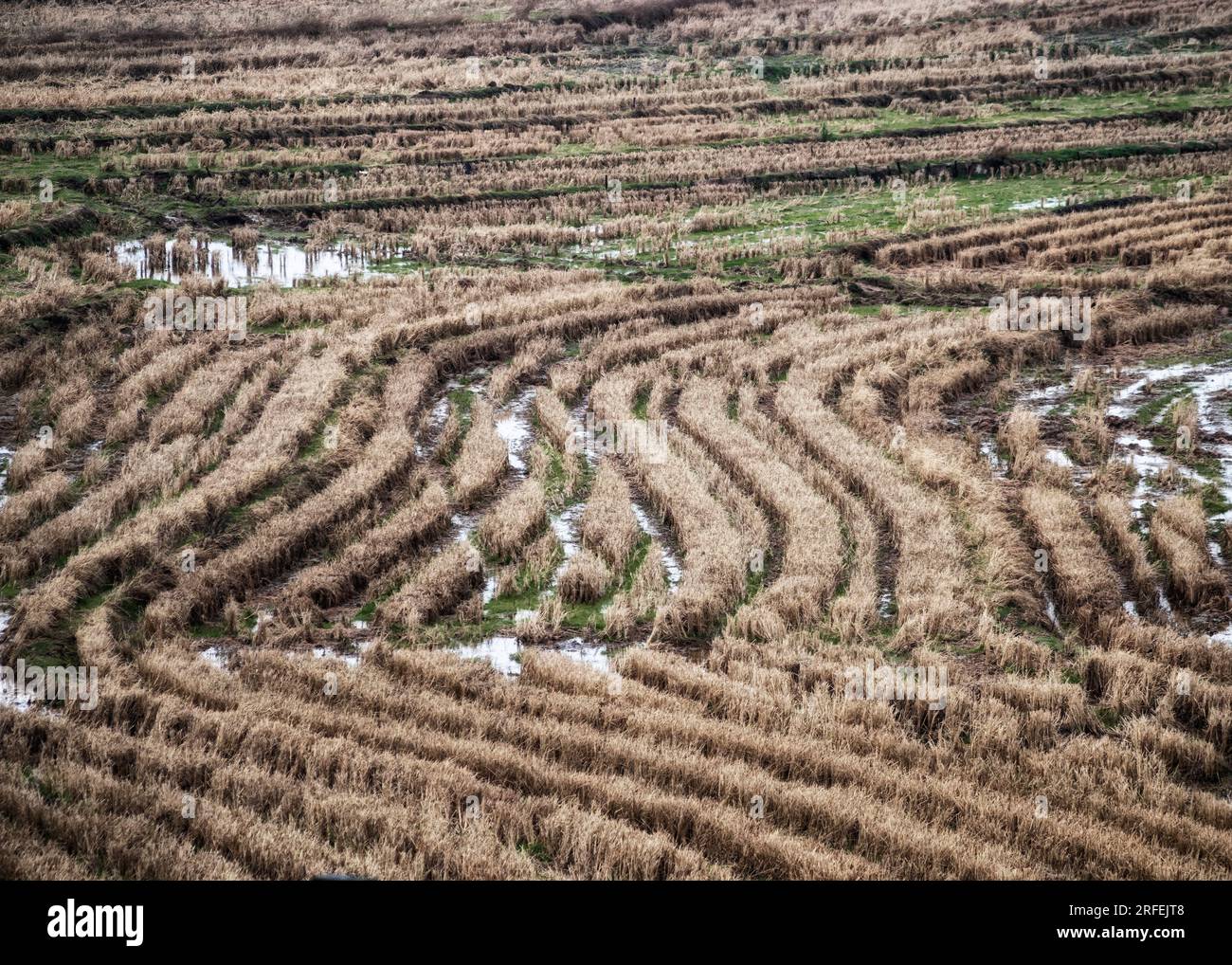 Vista aerea dei motivi ricurvi in un campo di riso raccolto a Poyang, Jiangxi, Cina. Paesaggio agricolo rurale con acqua fangosa e paglia secca. Foto Stock