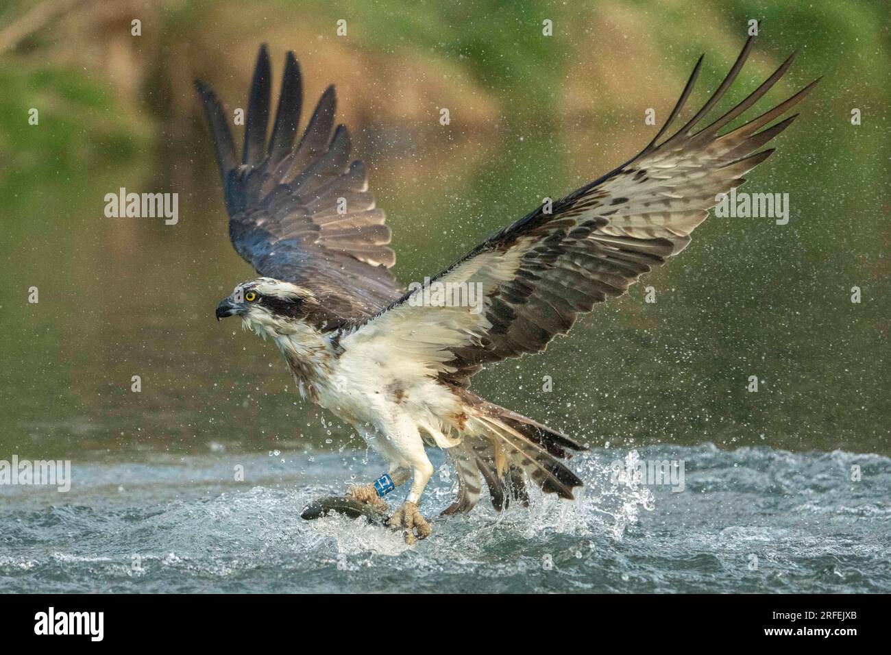 Il falco scivola via. Bourne, Inghilterra: LE SPLENDIDE immagini scattate a Bourne mostrano un esperto falco pescatore che fa una bella immersione e cattura il suo pasto del giorno Foto Stock