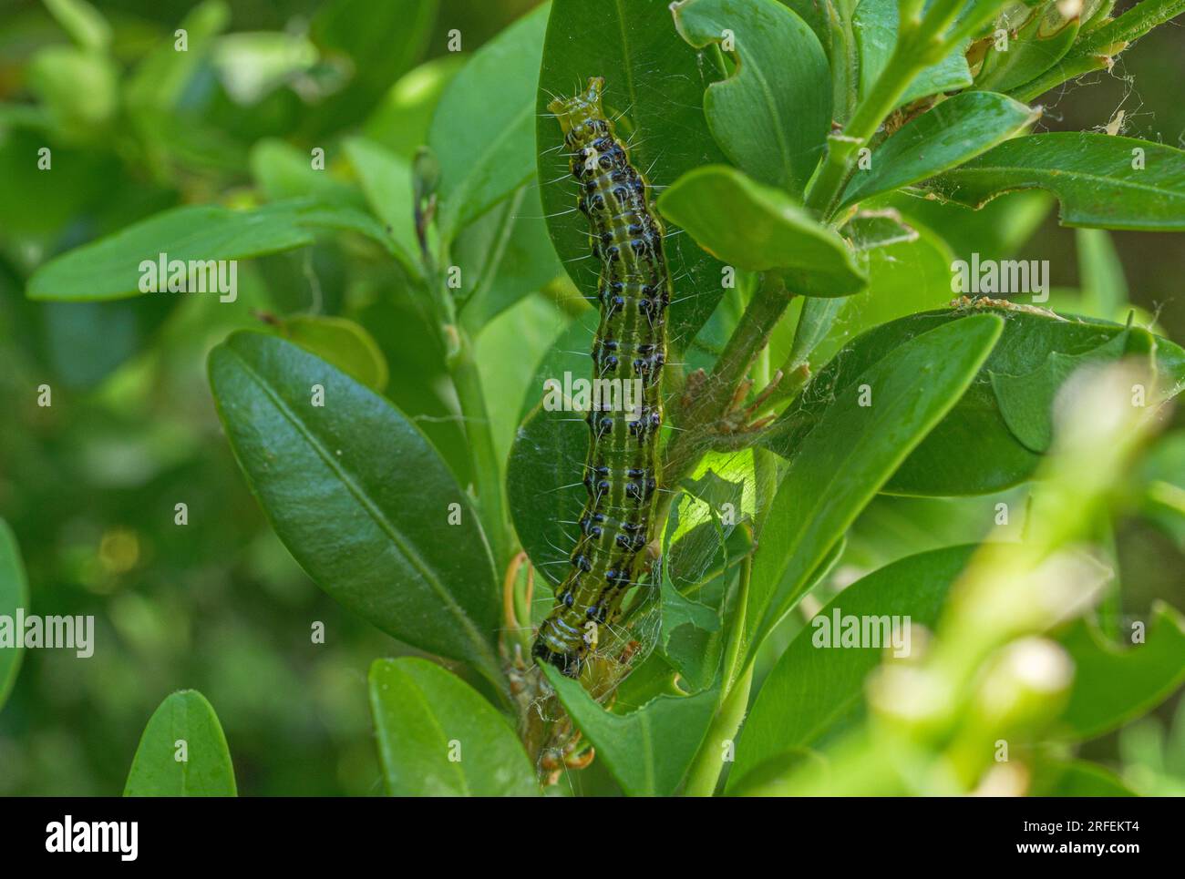 Primo piano di una falena (Cydalima perspectalis) appesa alle foglie di un albero di scatola Foto Stock