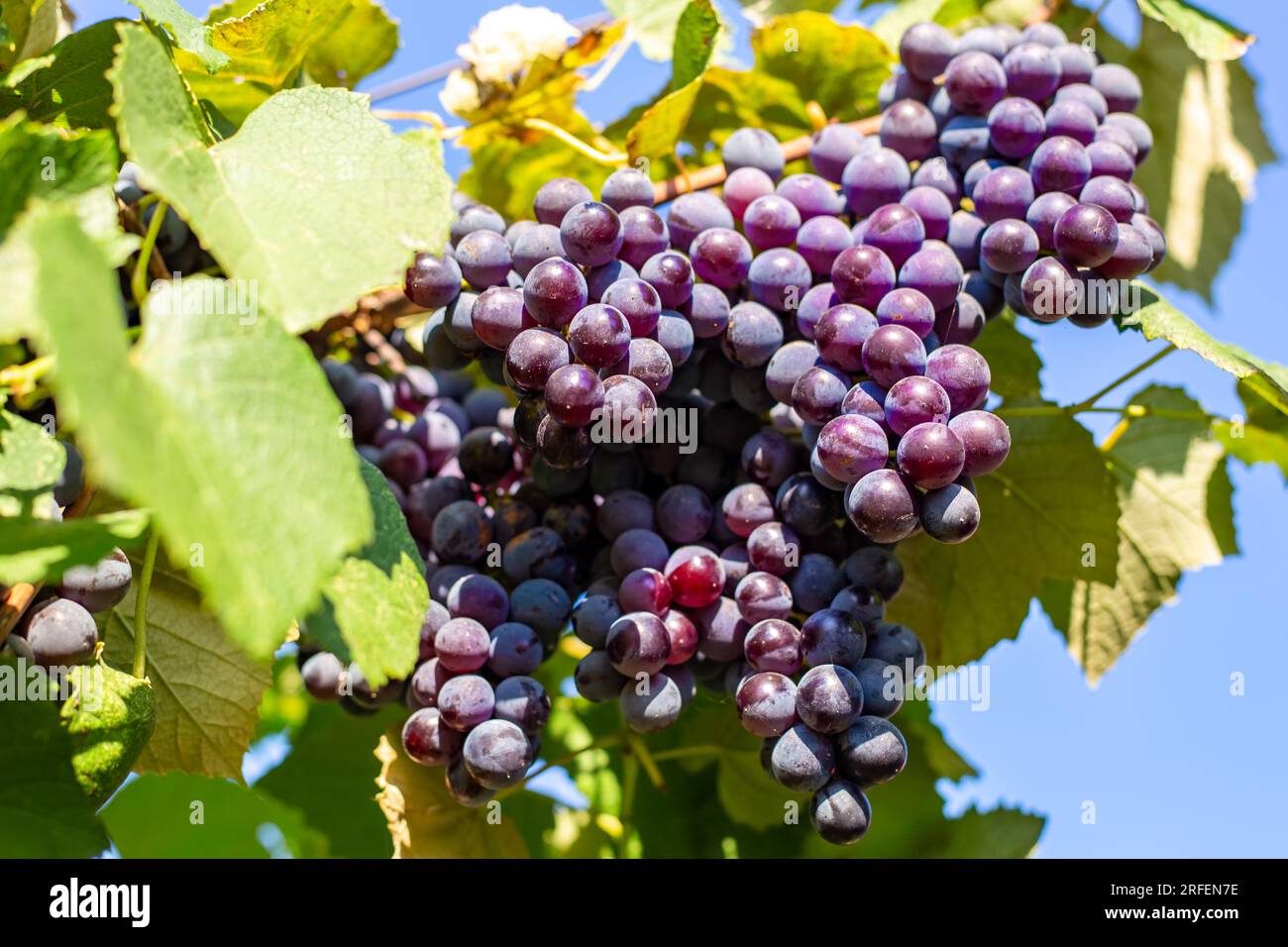 Grappoli di uva nera pendono dalla vite in una giornata di sole. Raccogliere l'uva in giardino. Foto Stock