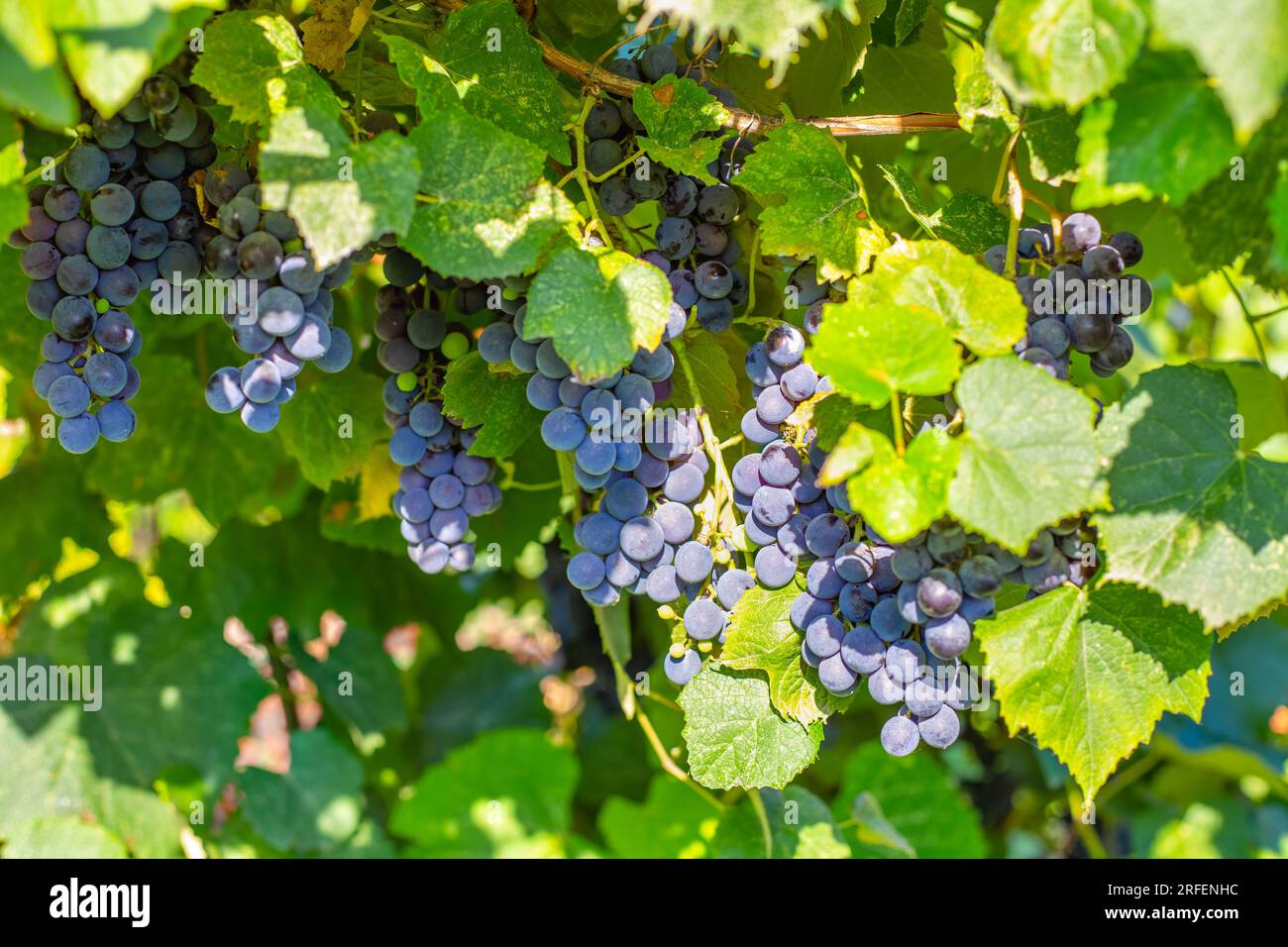 Grappoli di uva nera pendono dalla vite in una giornata di sole. Raccogliere l'uva in giardino. Foto Stock