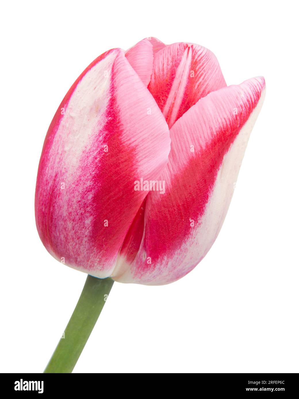 Rosa e Bianco fiore di un tulipano cultivar (Tulipa specie) isolati contro uno sfondo bianco Foto Stock