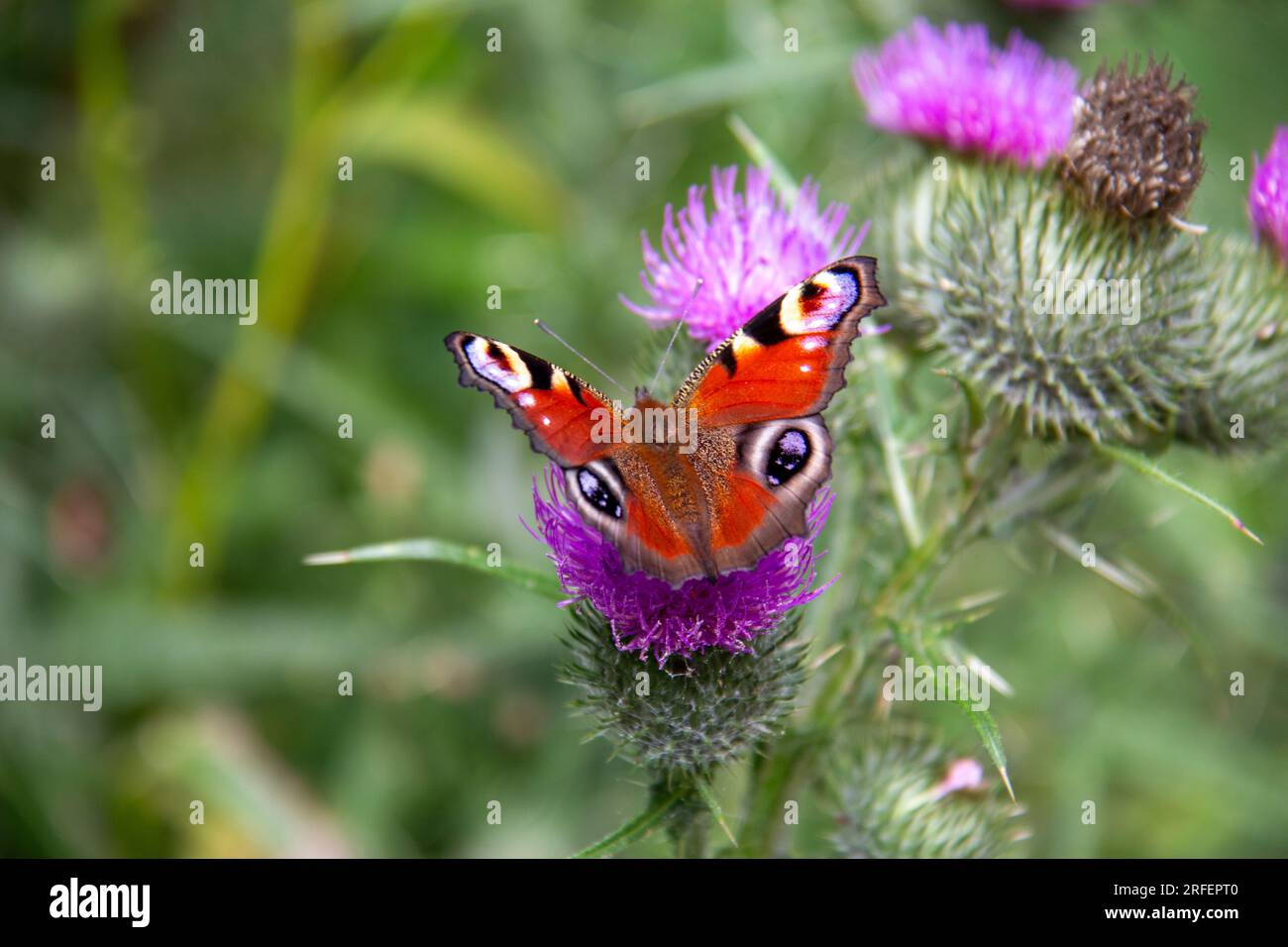 Farfalla europea pavone che beve nettare da un fiore di cardo scozzese Foto Stock