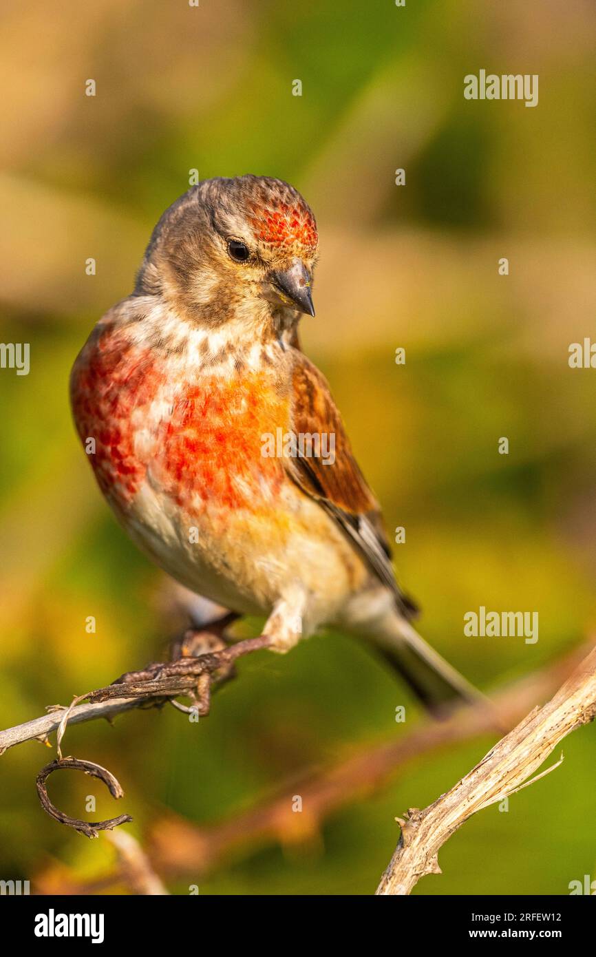 Francia, somme, Baie de somme, Cayeux-sur-mer, Ault, Le Hâble d'Ault, Linotte mélodieuse mâle (Linaria cannabina, Linnet comune) Foto Stock