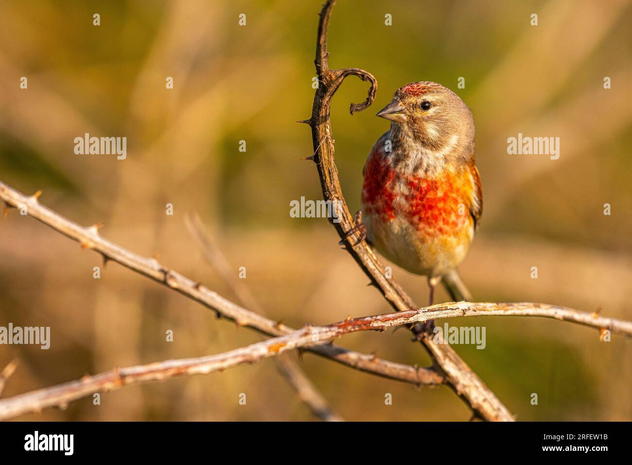 Francia, somme, Baie de somme, Cayeux-sur-mer, Ault, Le Hâble d'Ault, Linotte mélodieuse mâle (Linaria cannabina, Linnet comune) Foto Stock