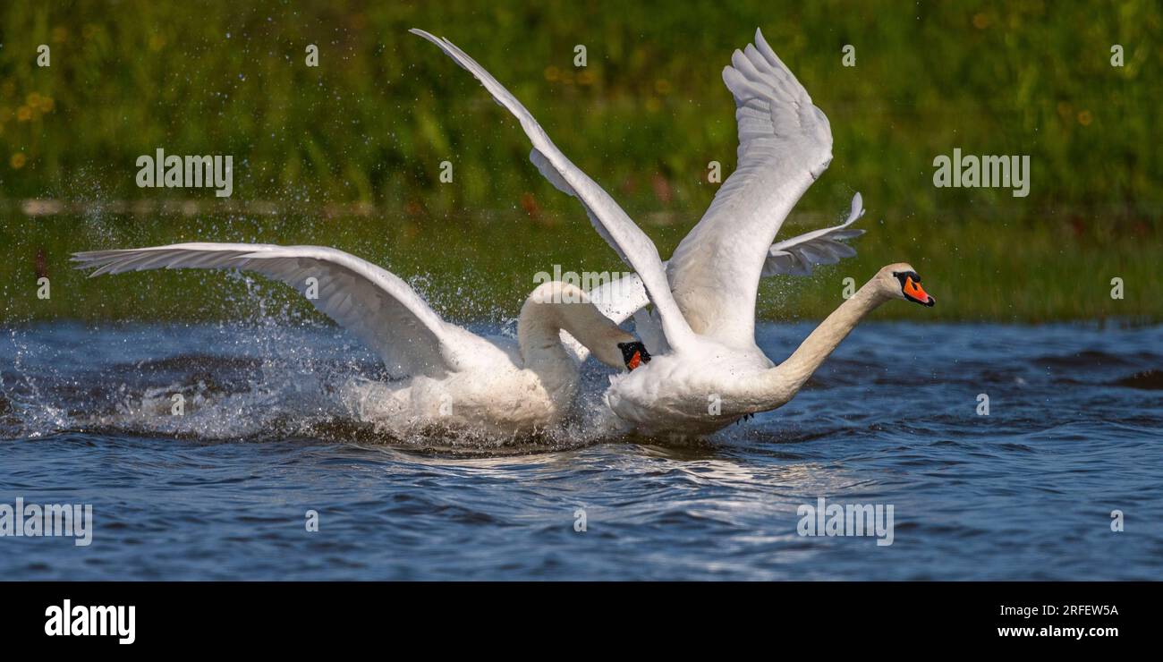 Francia, somme, Baie de somme, le Crotoy, Marais du Crotoy, Mute Swan (Cygnus olor - Mute Swan), è in conflitto con un maschio che difende il suo territorio Foto Stock