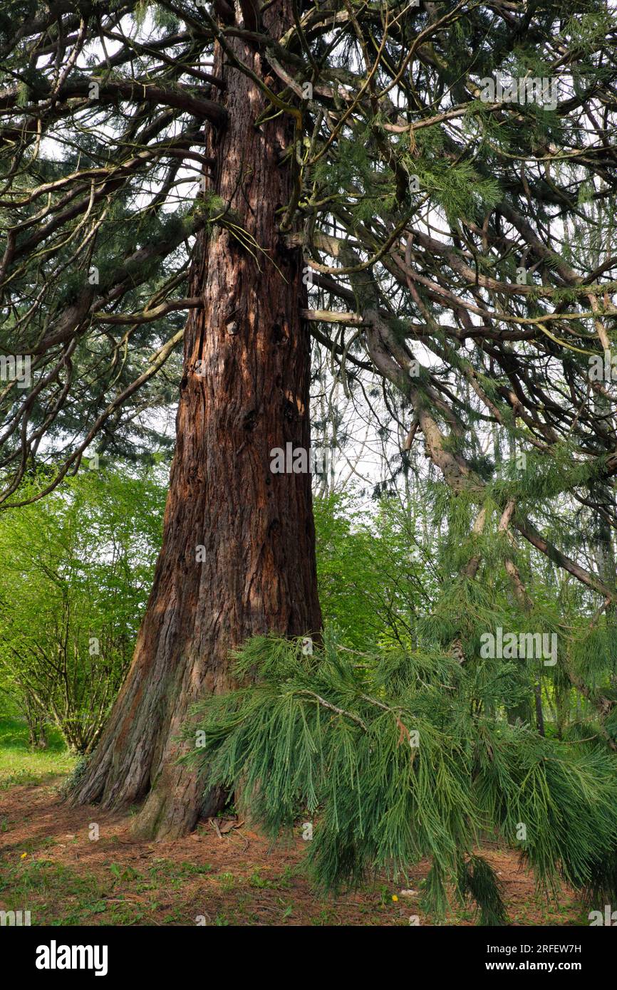 Francia, Territoire de Belfort, Beaucourt, Cedars Park, Sequoiadendron giganteum Foto Stock