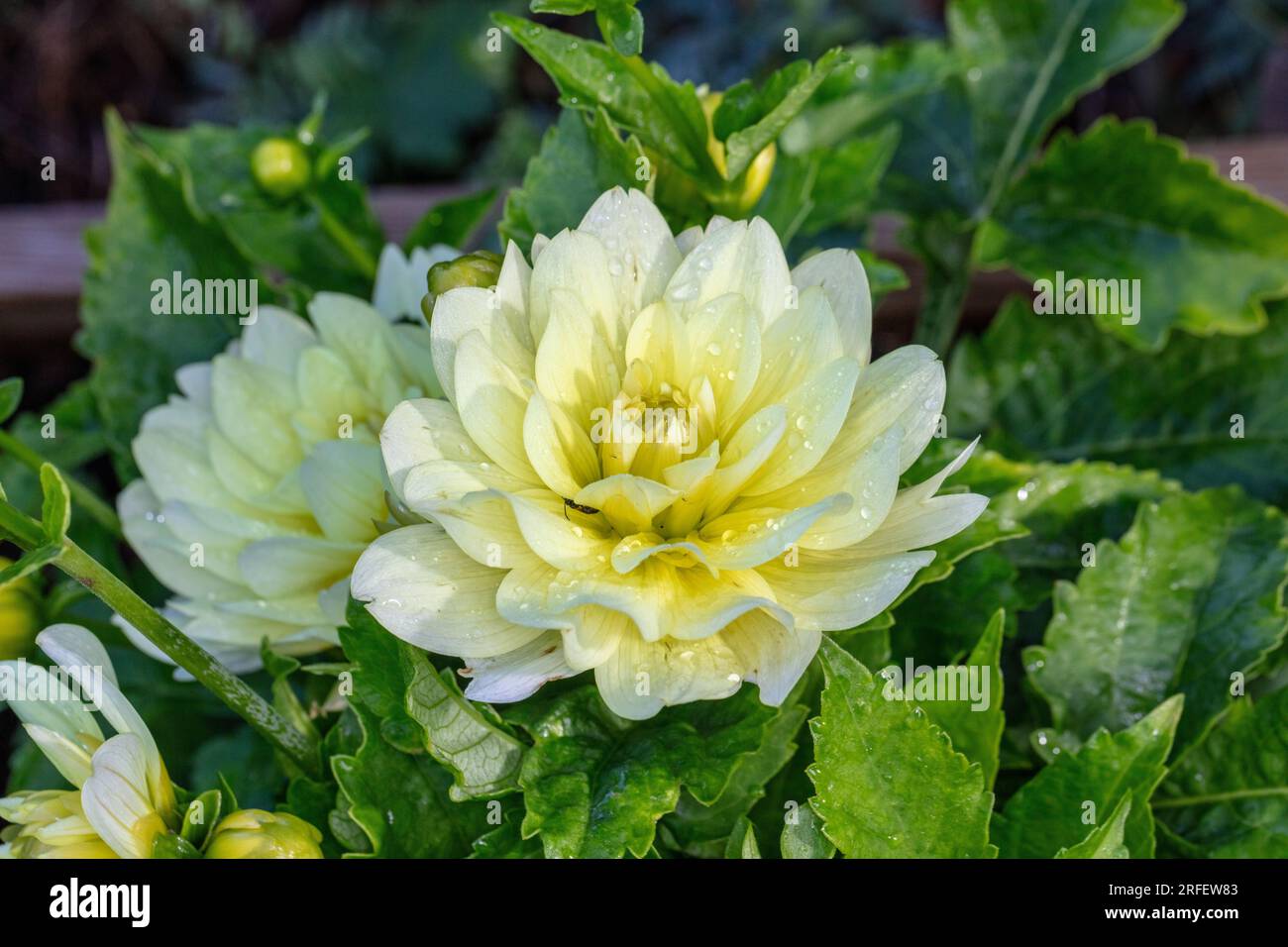 "Berliner Lemon" Dahlia formale decorativa, Dekorativdahlia (Dahlia x Hortensis) Foto Stock
