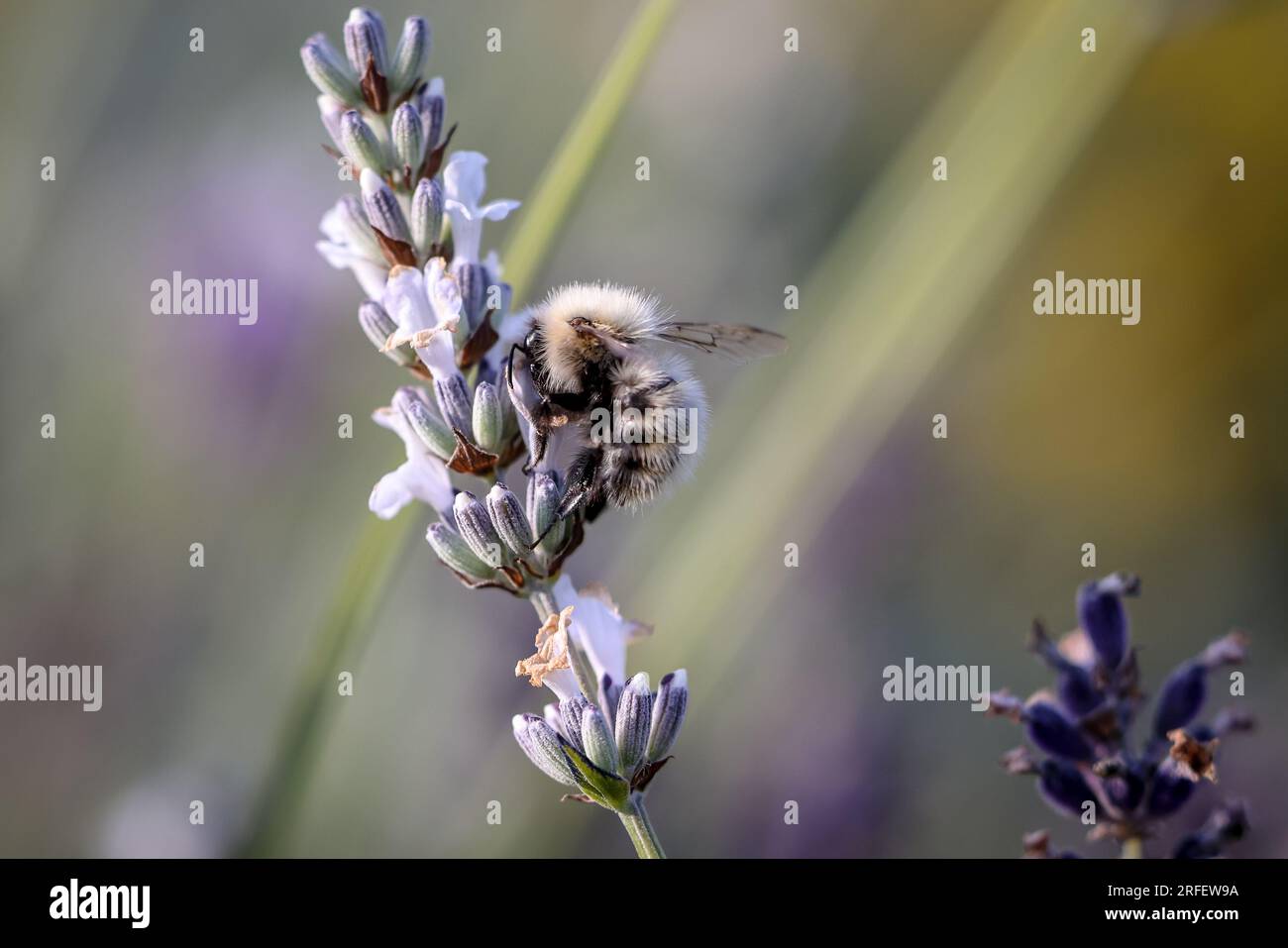Una foto macro di un'ape su una pianta di lavanda, scattata in estate in Scozia. Credo che questa sia un'ape da miniera. Foto Stock