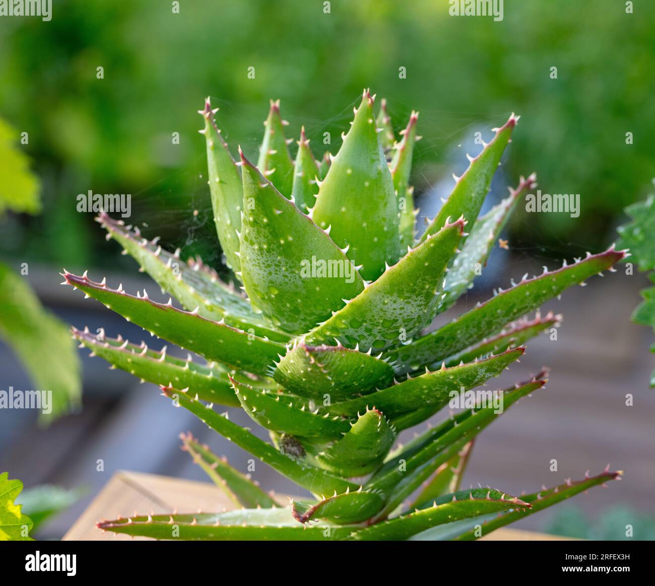 A breve lasciato Aloe, Kortbladig aloe (Aloë brevifolia) Foto Stock