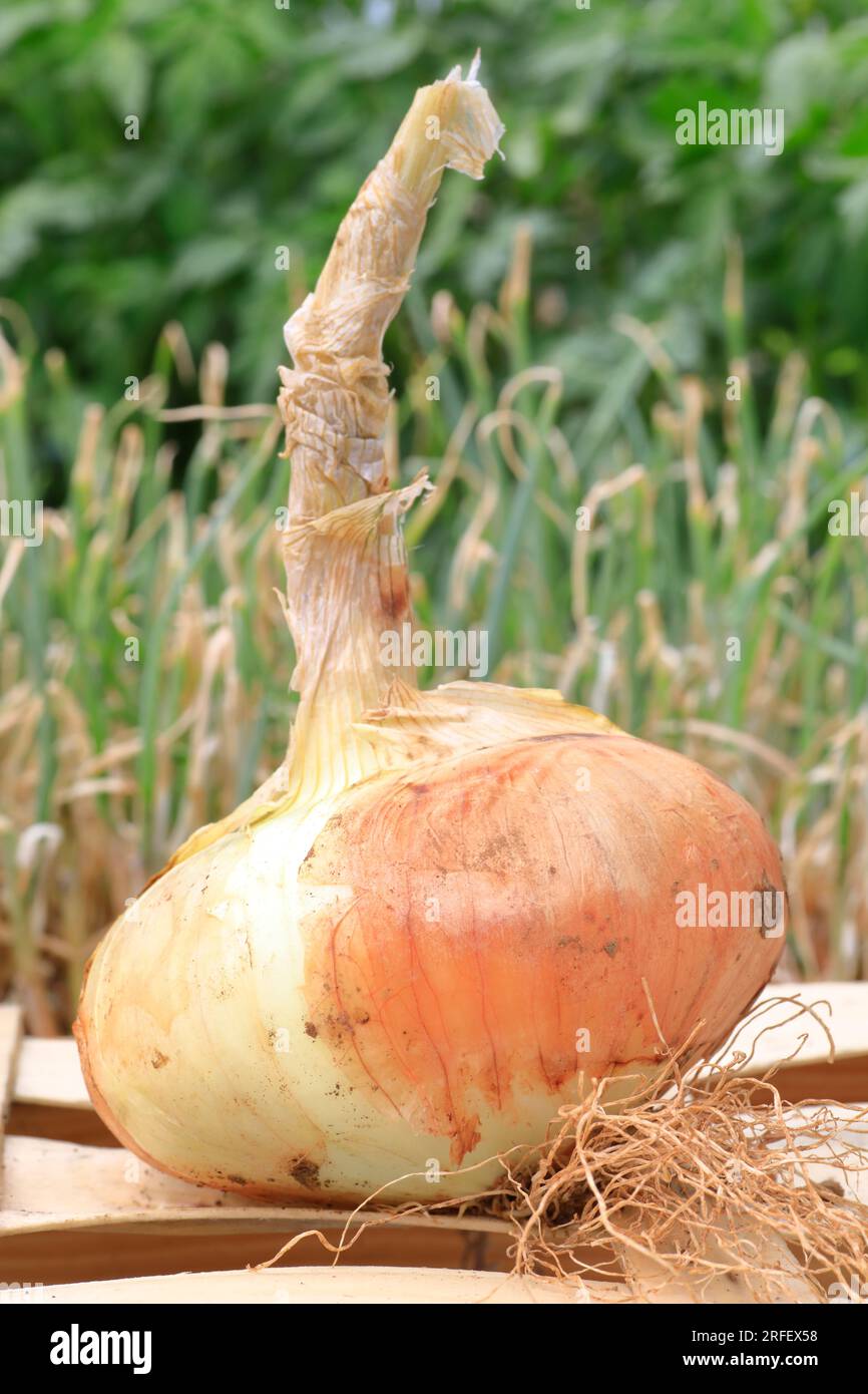 Francia, Herault, Lezignan la Cebe, cipolla dolce (o cebe) davanti alle piante di cipolla Foto Stock