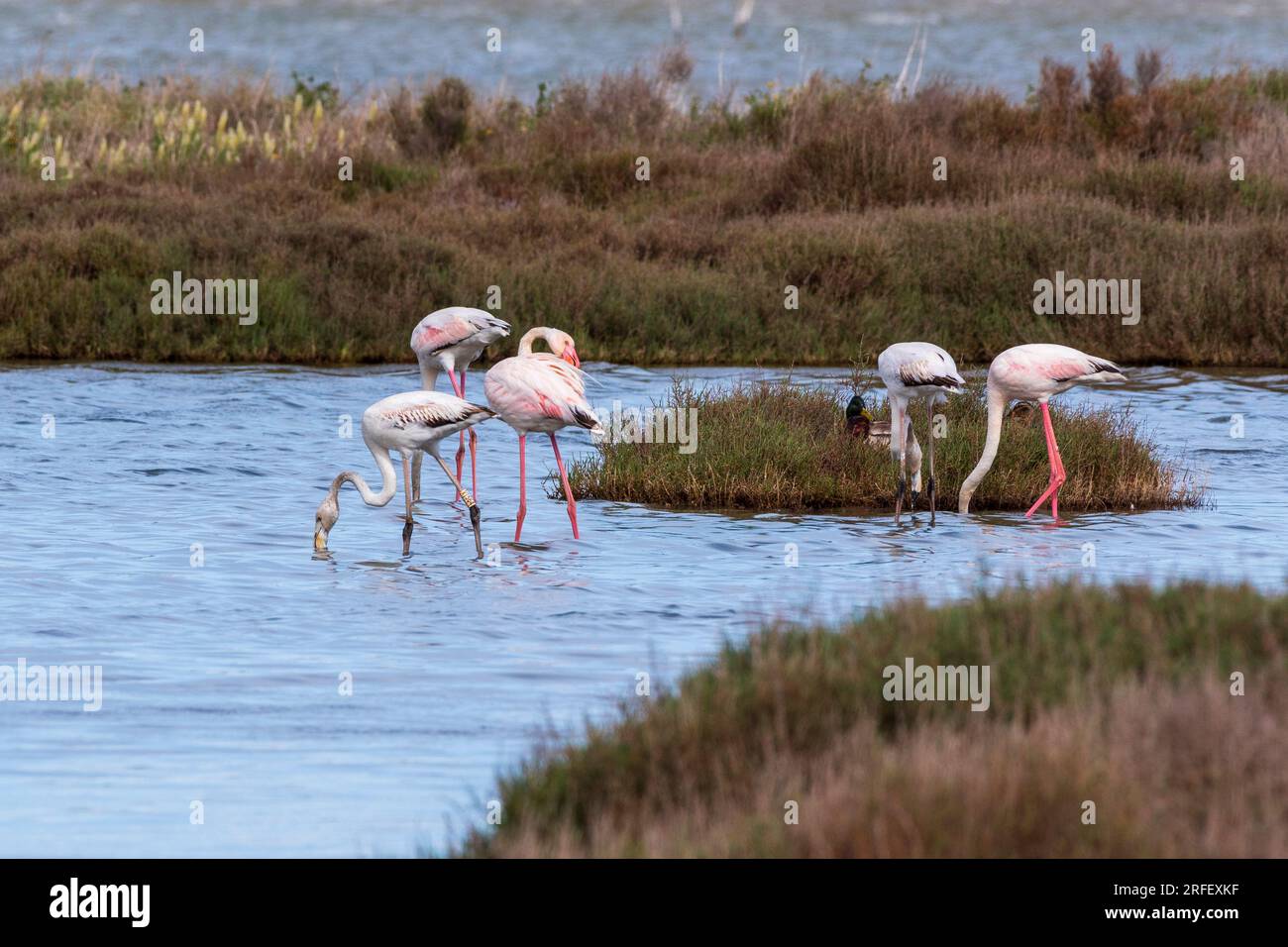 Francia, Aude, Bages, fenicotteri rosa sullo stagno di Bages Foto Stock
