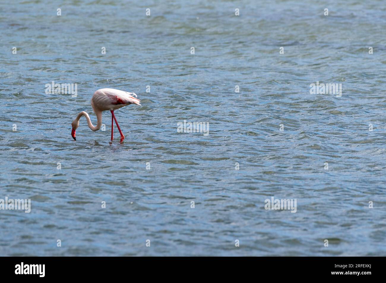 Francia, Aude, Peyriac de Mer, fenicottero rosa Foto Stock