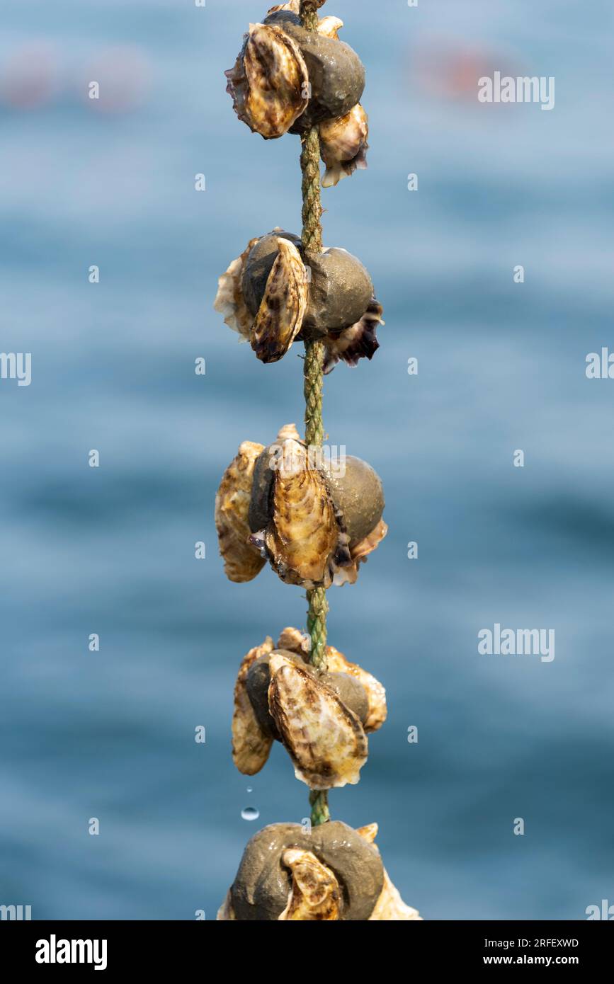 Francia, Aude, Leucate, allevamento di ostriche di Jerome Allary Foto Stock