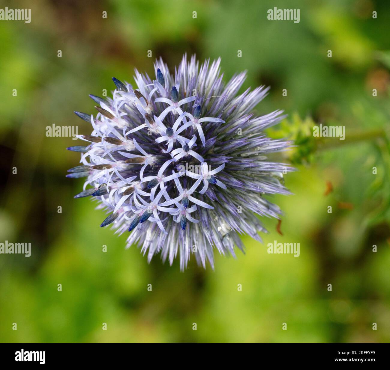 Blue Globe Thistle, Blå bolltistel (Echinops bannaticus) Foto Stock