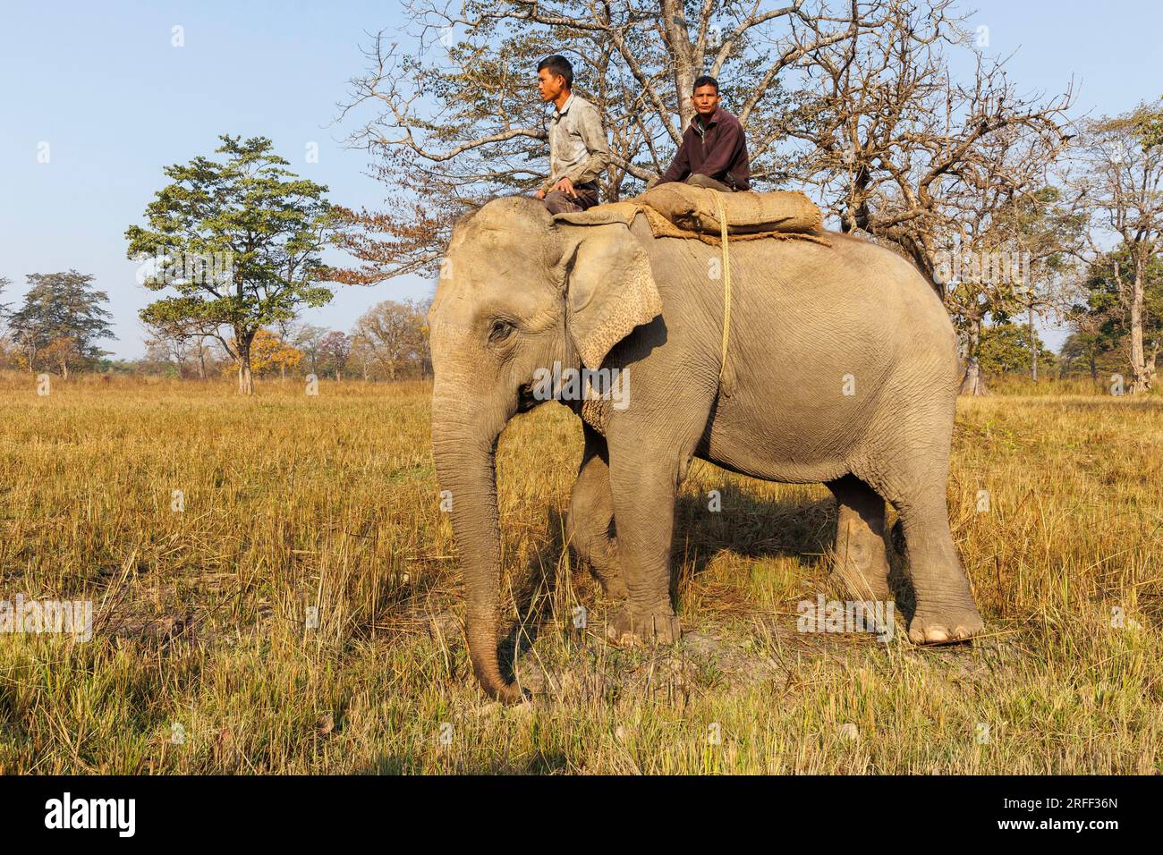 Nepal, regione di Terai, Bardia o Parco Nazionale di Bardiya, funzionari del dipartimento forestale che pattugliano un elefante asiatico (Elephas maximus) Foto Stock