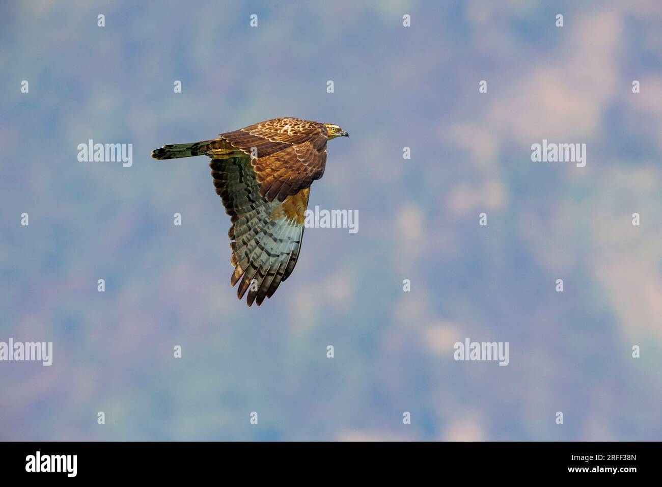 Nepal, regione di Terai, Bardia o Parco Nazionale di Bardiya, Buzzard di miele orientale (Pernis ptilorhynchus) in volo Foto Stock