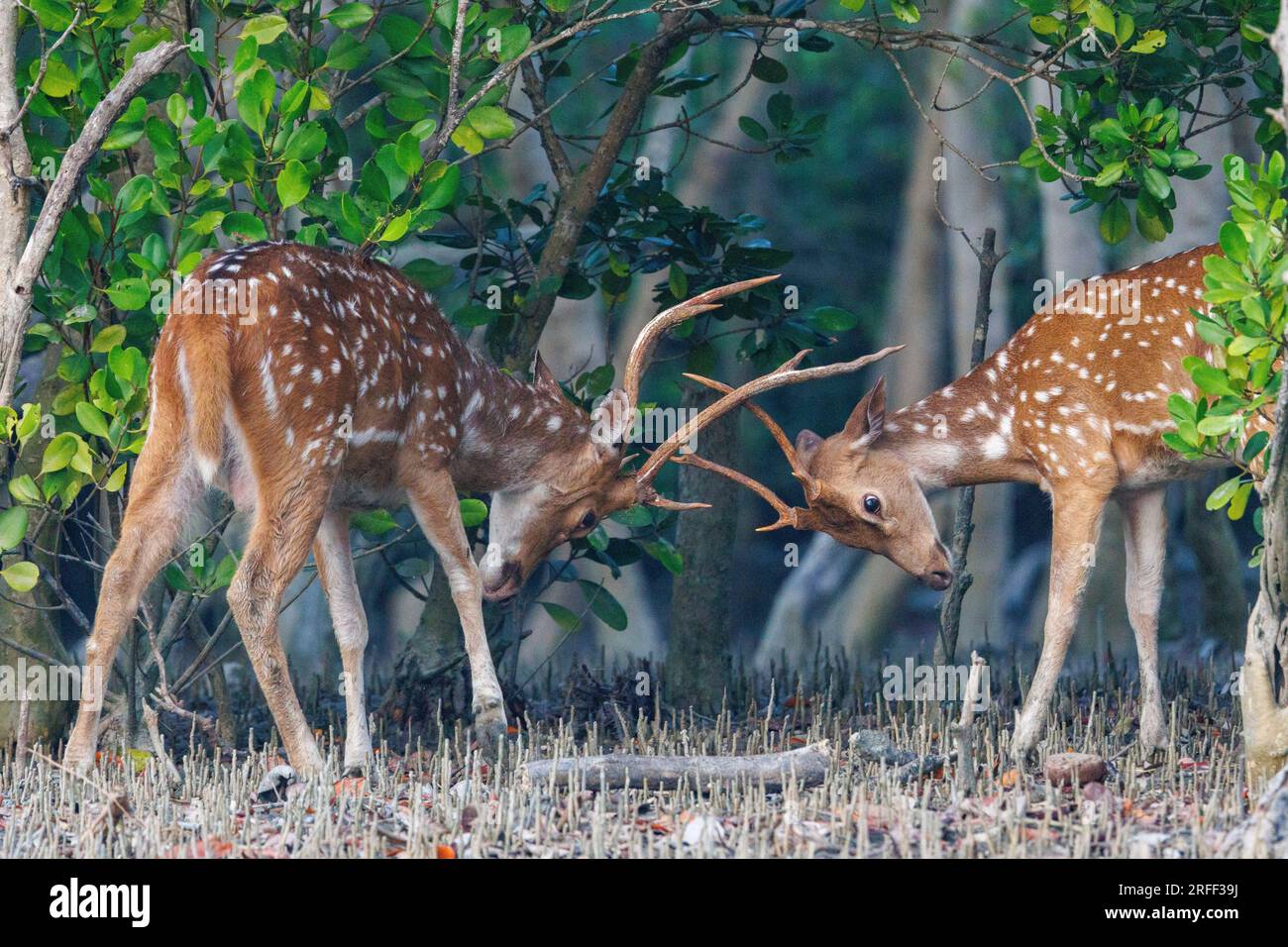 Asia, India, Uttarakhand, Jim Corbett National Park, Chital o Cheetal o Chital Deer, Spotted Deer o Axis Deer (Axis axis), giovani maschi che combattono Foto Stock