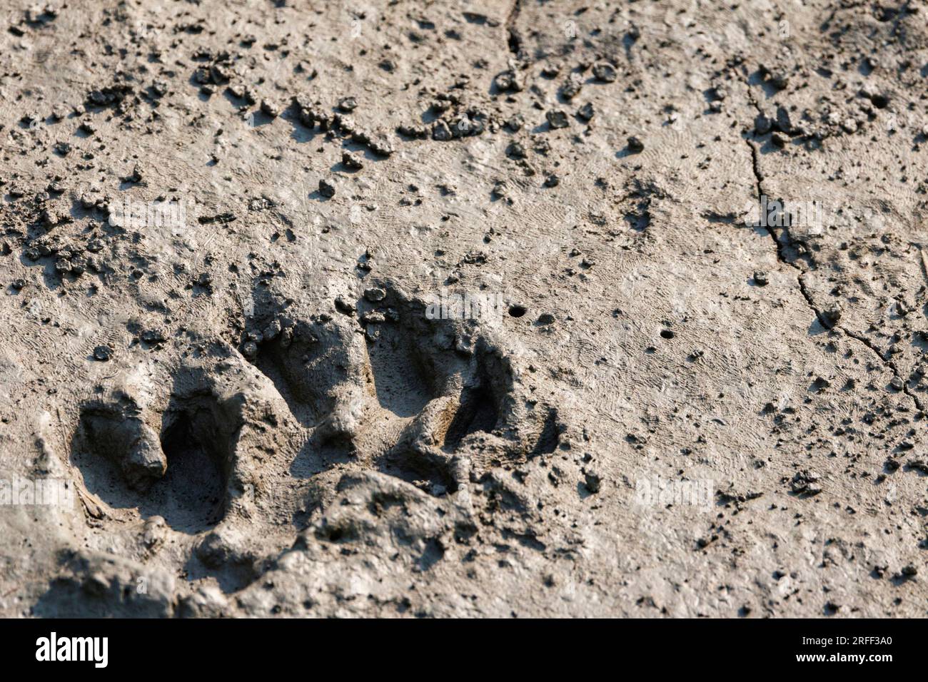 India, Baia del Bengala, Delta del Gange, Sunderbans, tracce della Tigre del Bengala (Panthera tigri tigri) nel fango con la bassa marea Foto Stock
