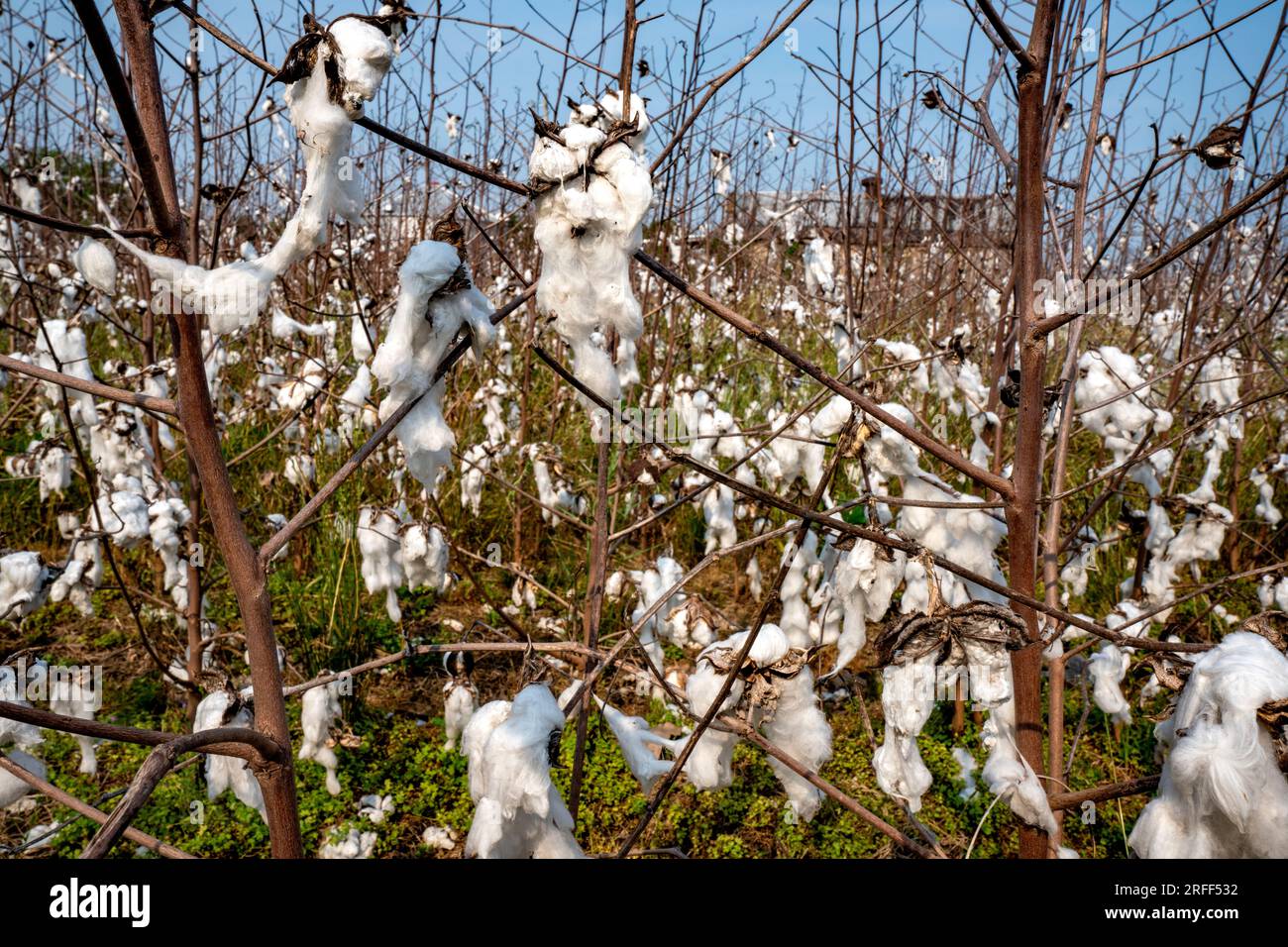 Stati Uniti, Mississippi, Clarksdale, campi di cotone Foto Stock