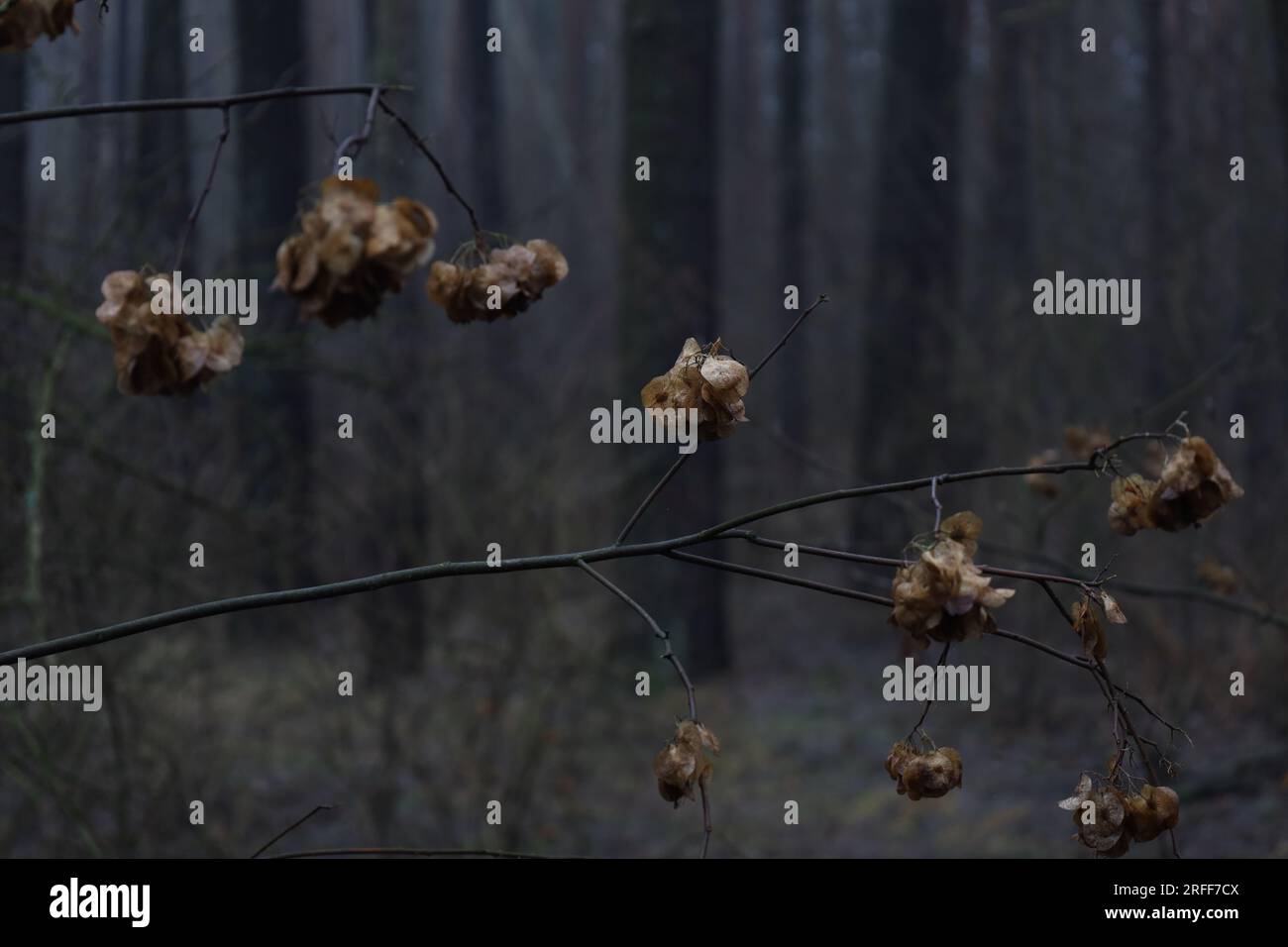 Pianta di Ptelea trifoliata nella foresta, foglie di cenere cipria, foresta autunnale Foto Stock